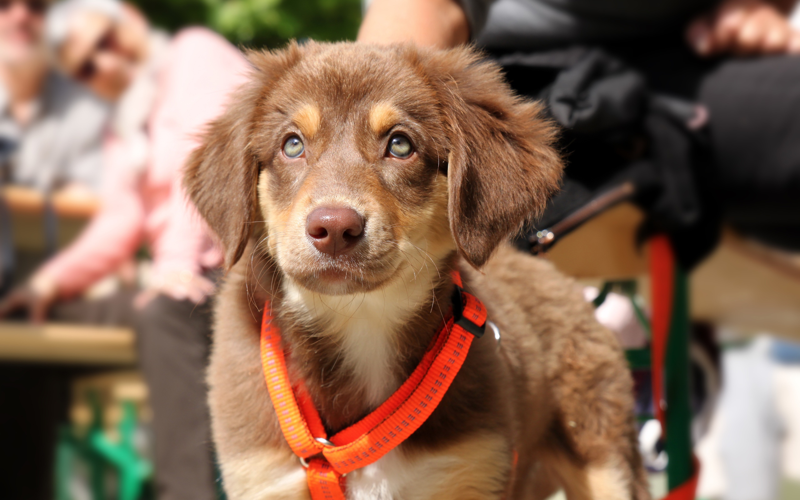 Маленький щенок ретривера на поводке 