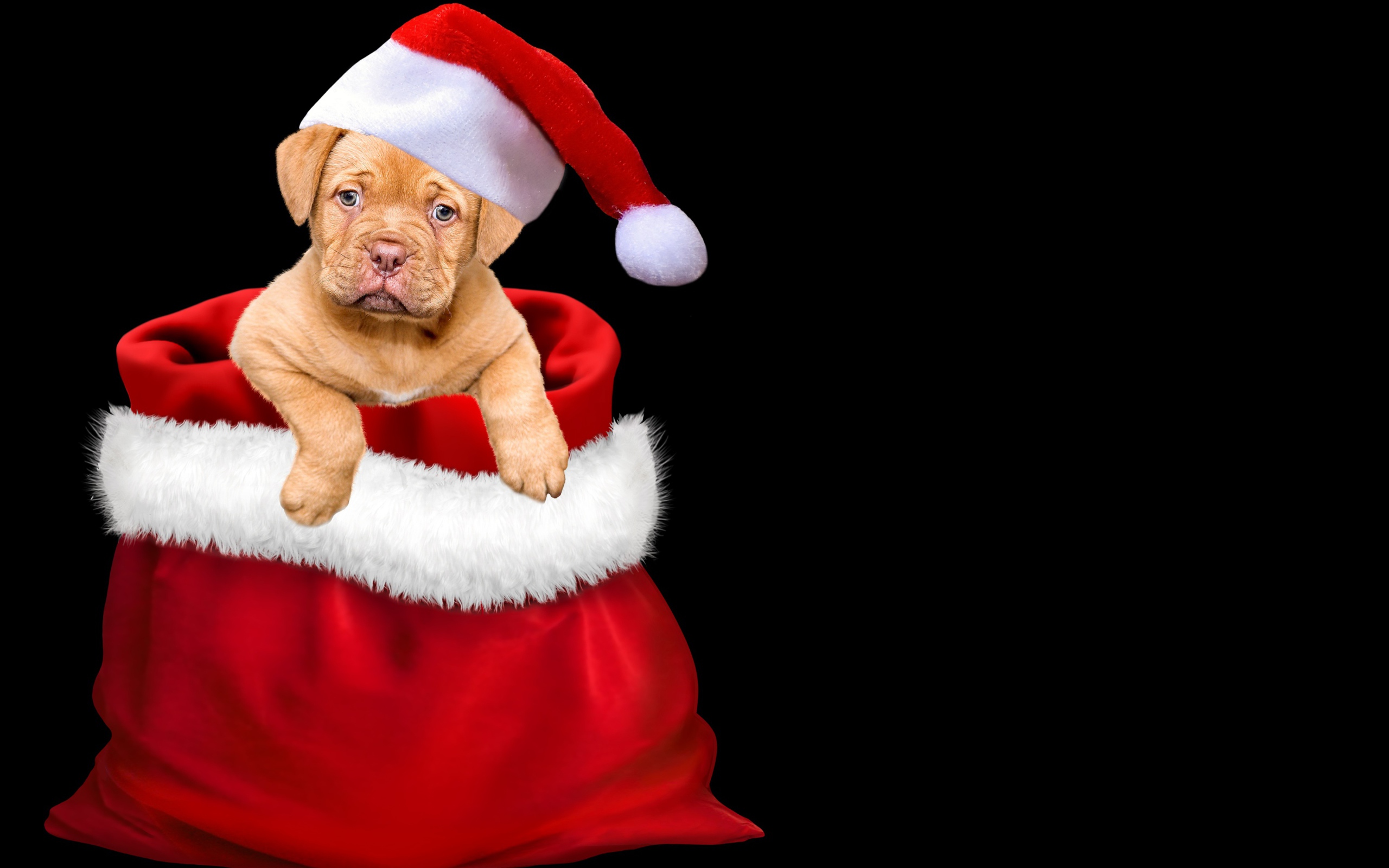 Щенок сидит в мешке на черном фоне 