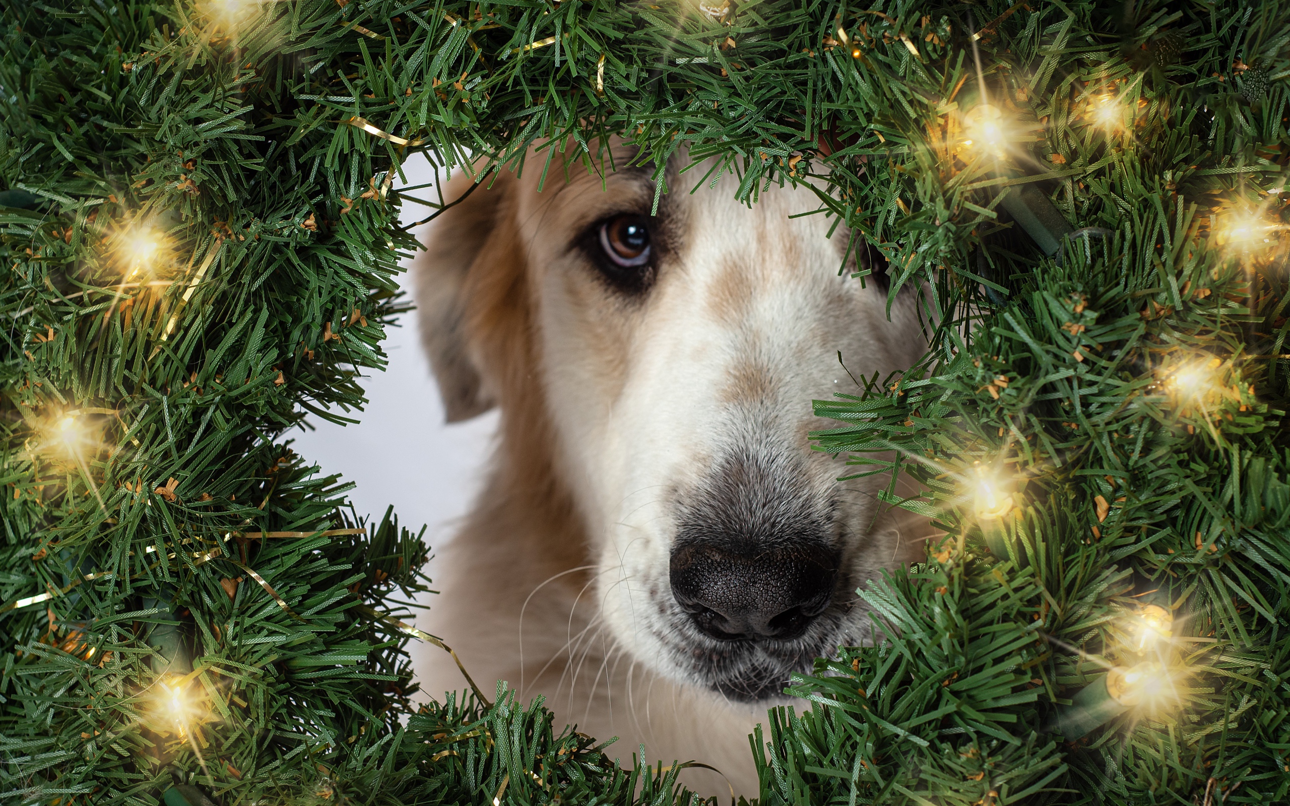 Грустная собака с зеленым рождественским венком 