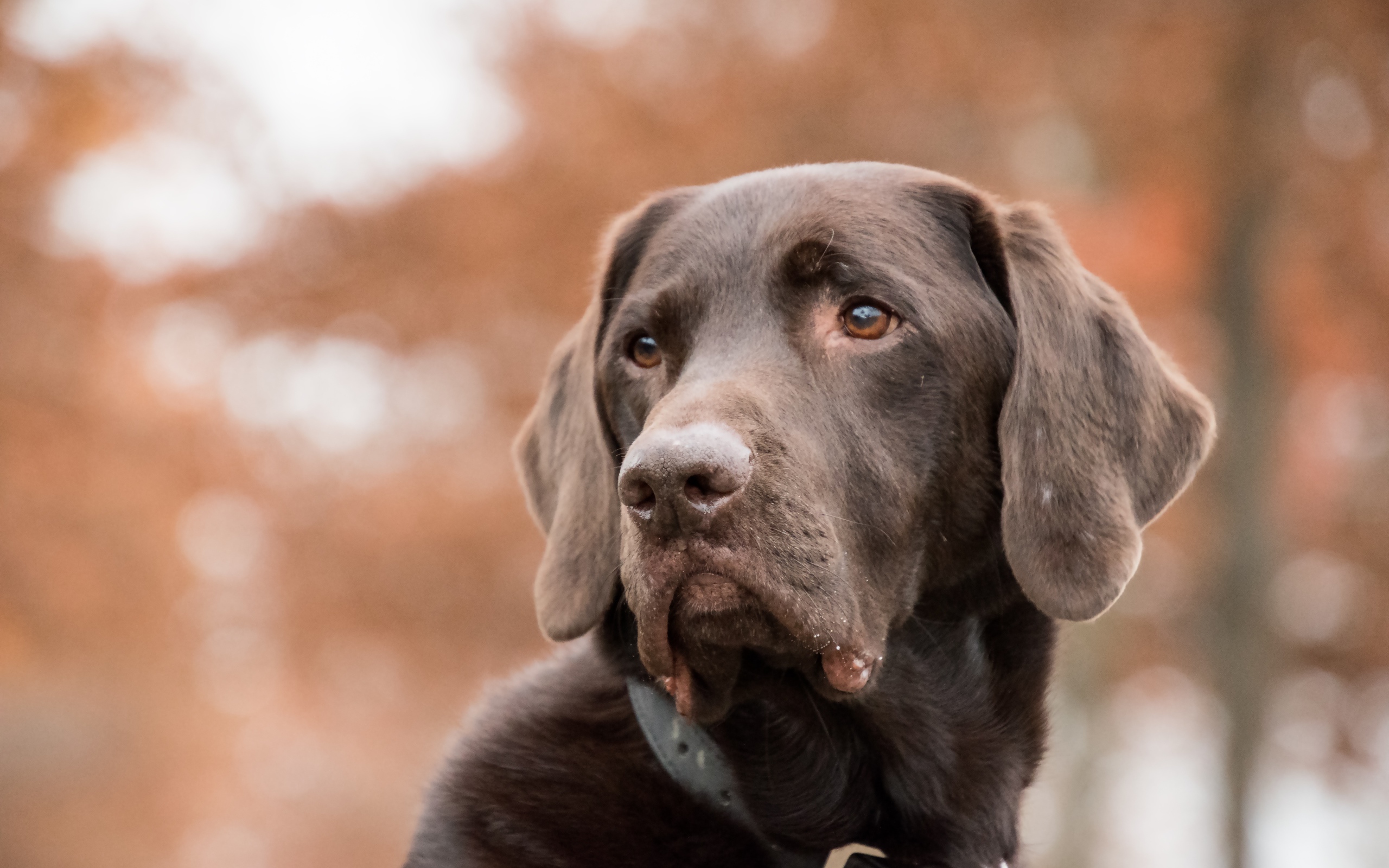 Грустная морда коричневого лабрадора 