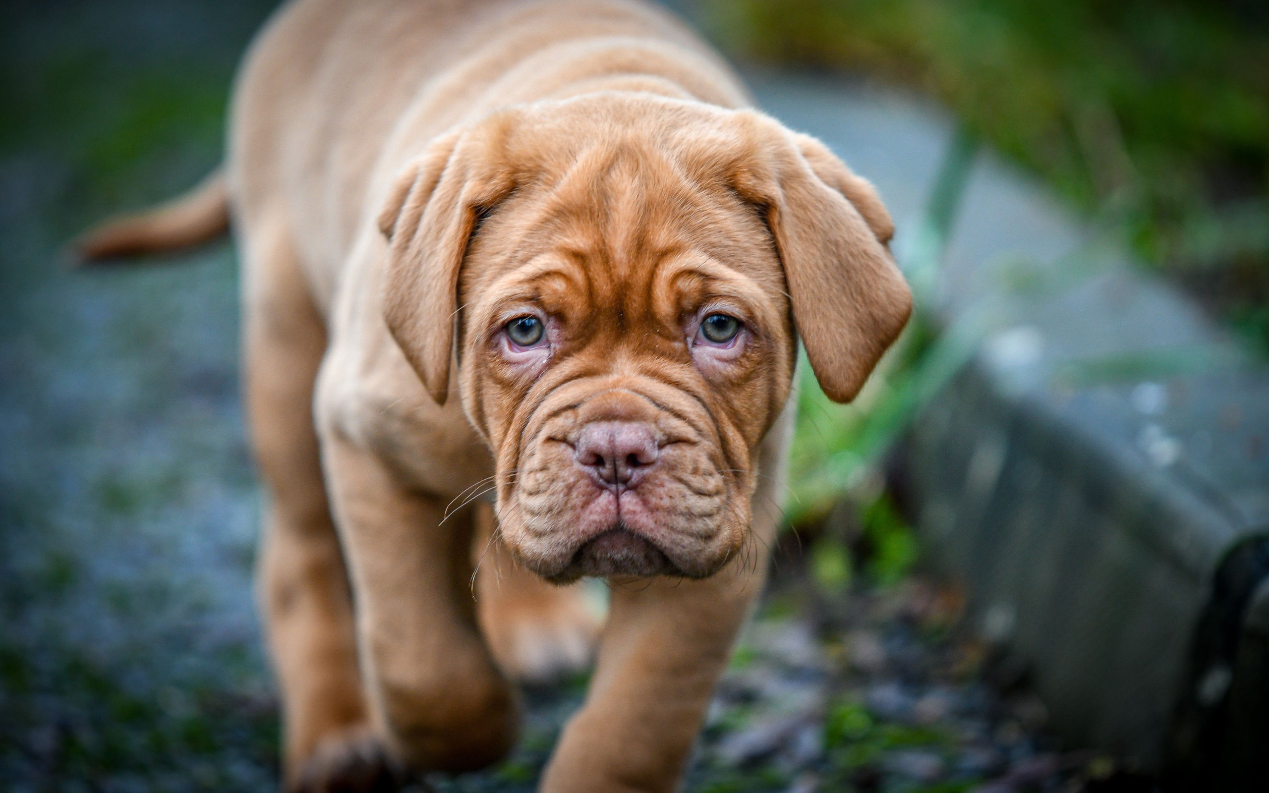 Маленький коричневый щенок бордоского дога 