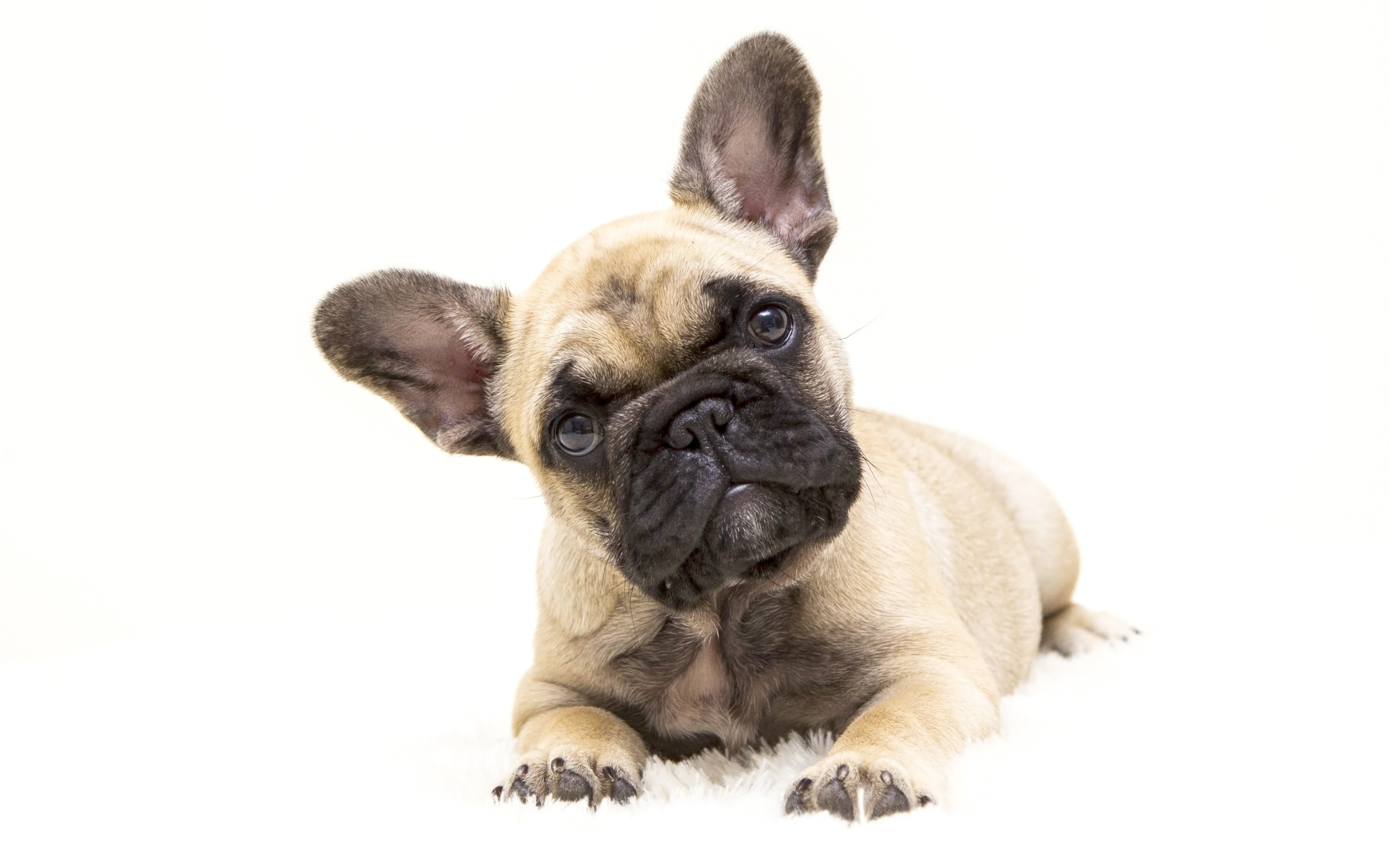 Маленький щенок французского бульдога на белом фоне