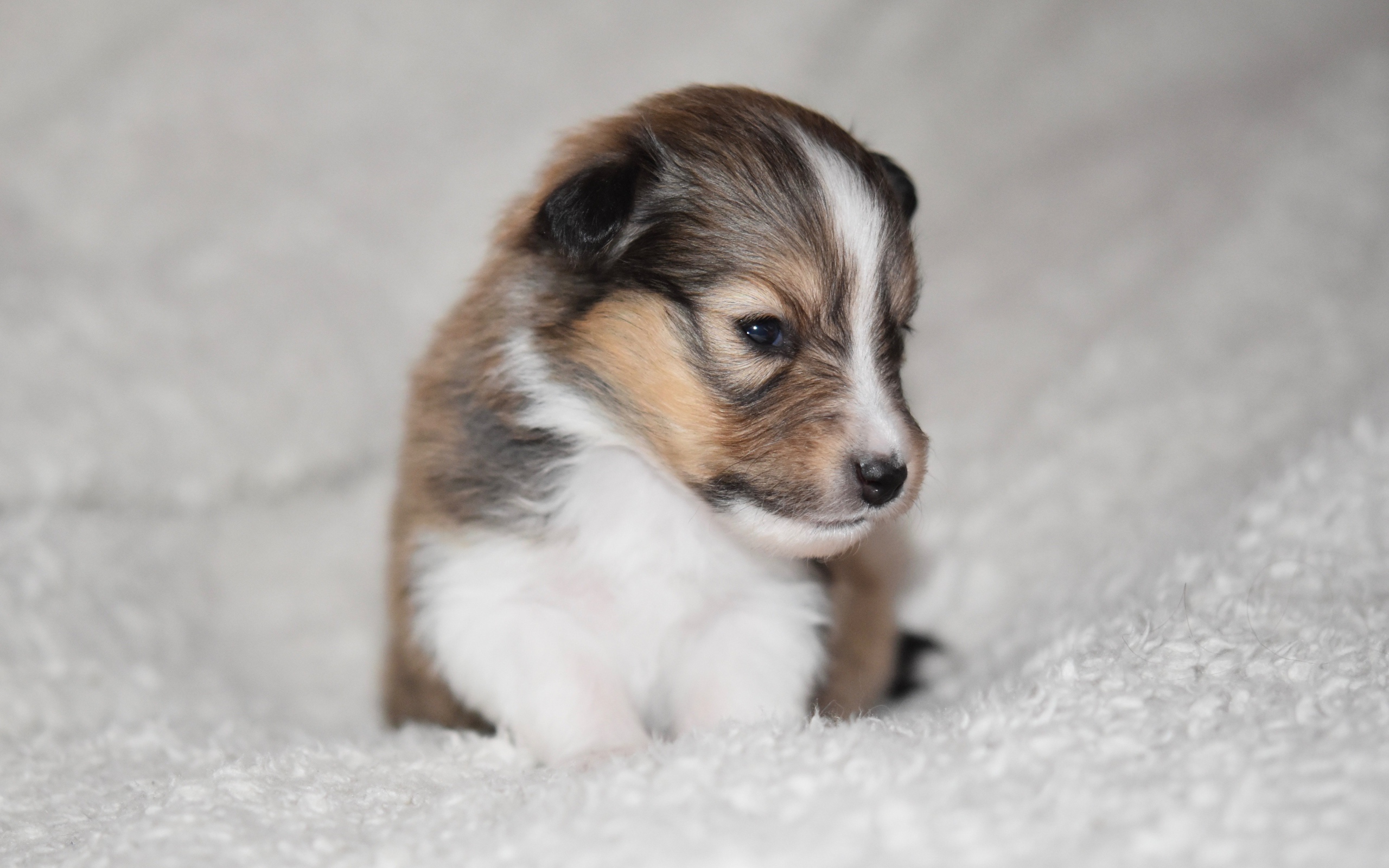 Маленький щенок шелти на белом покрывале 