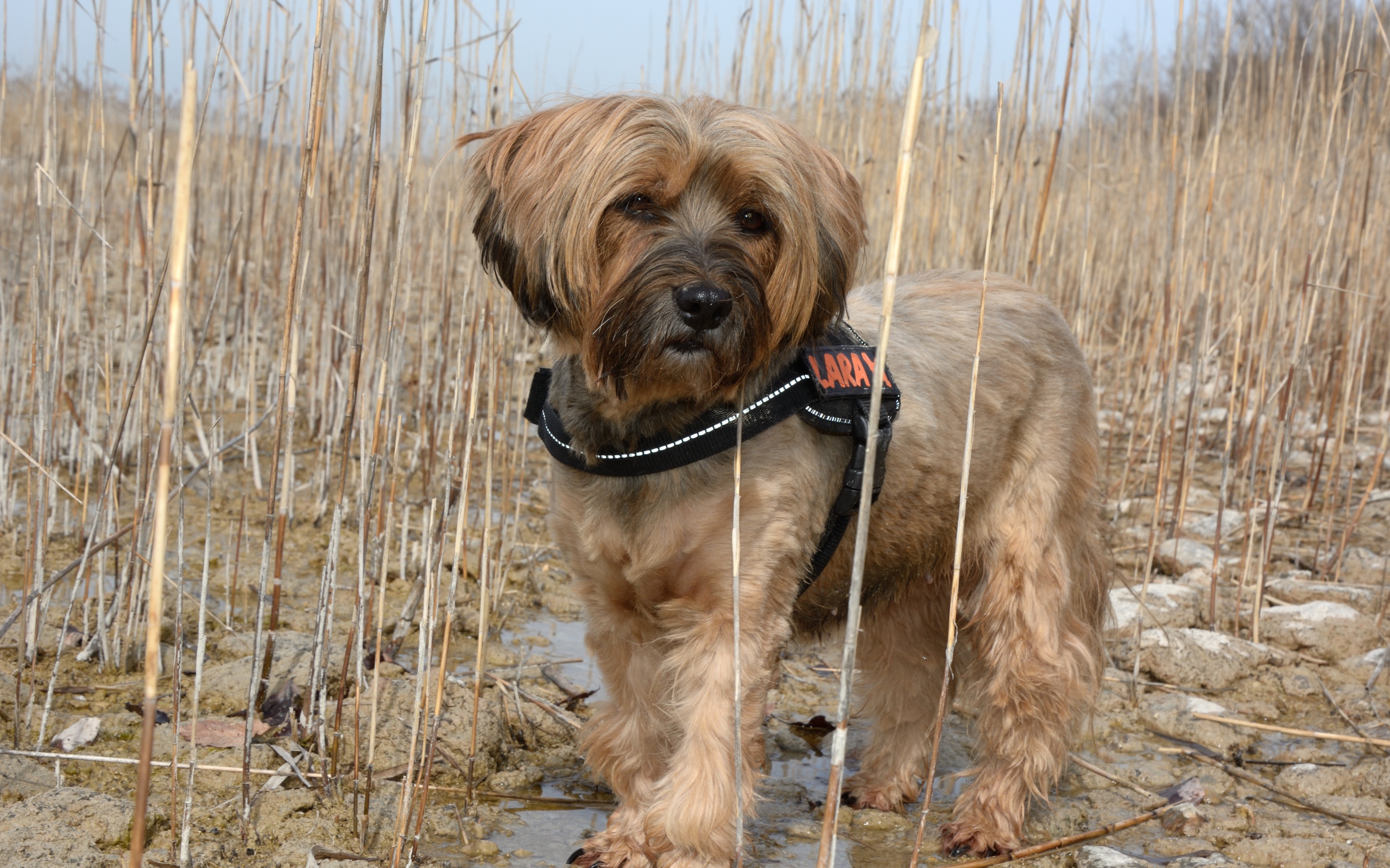 Тибетский терьер стоит в воде в камышах