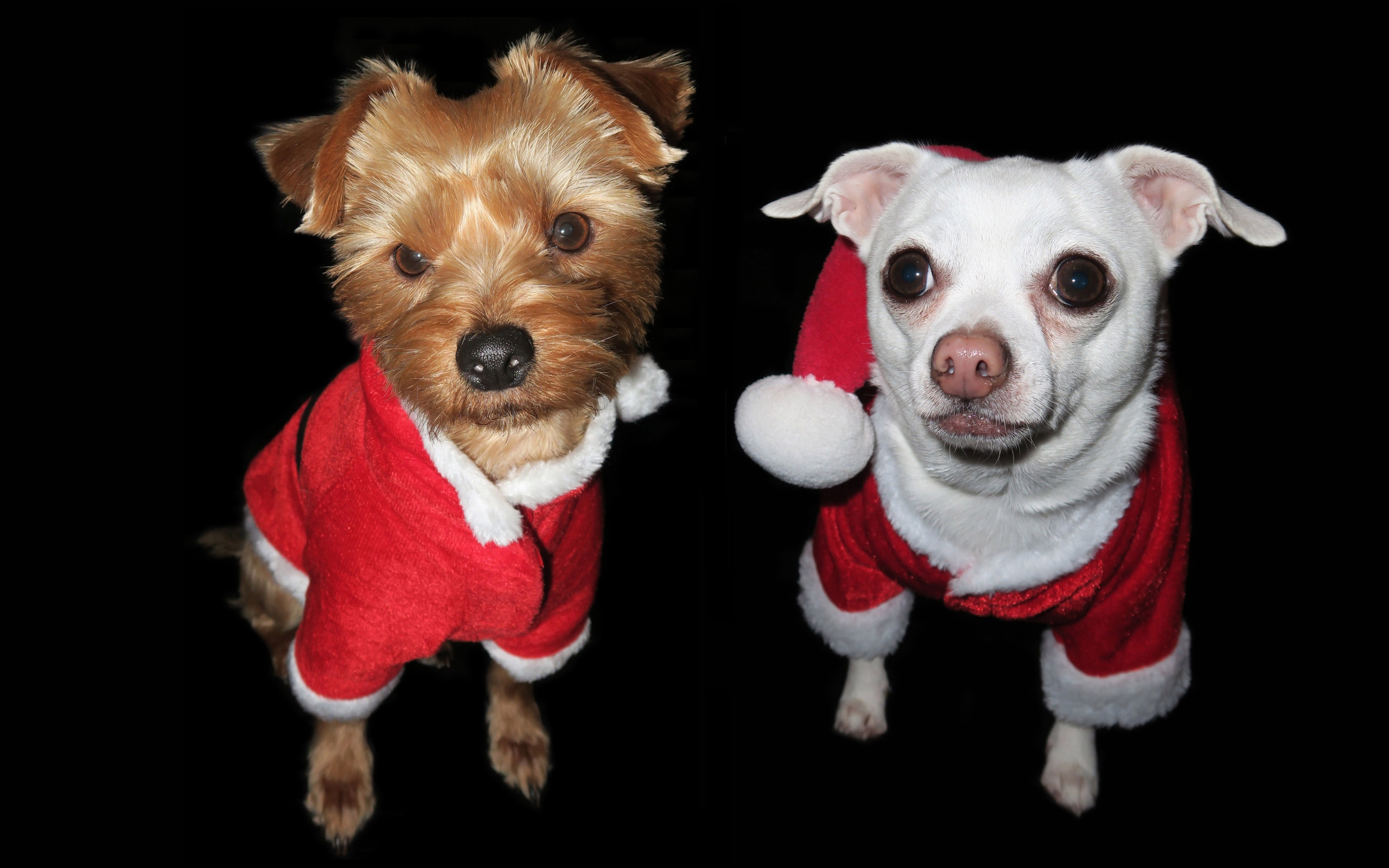 Две маленькие породистые собаки в новогодних  костюмах 