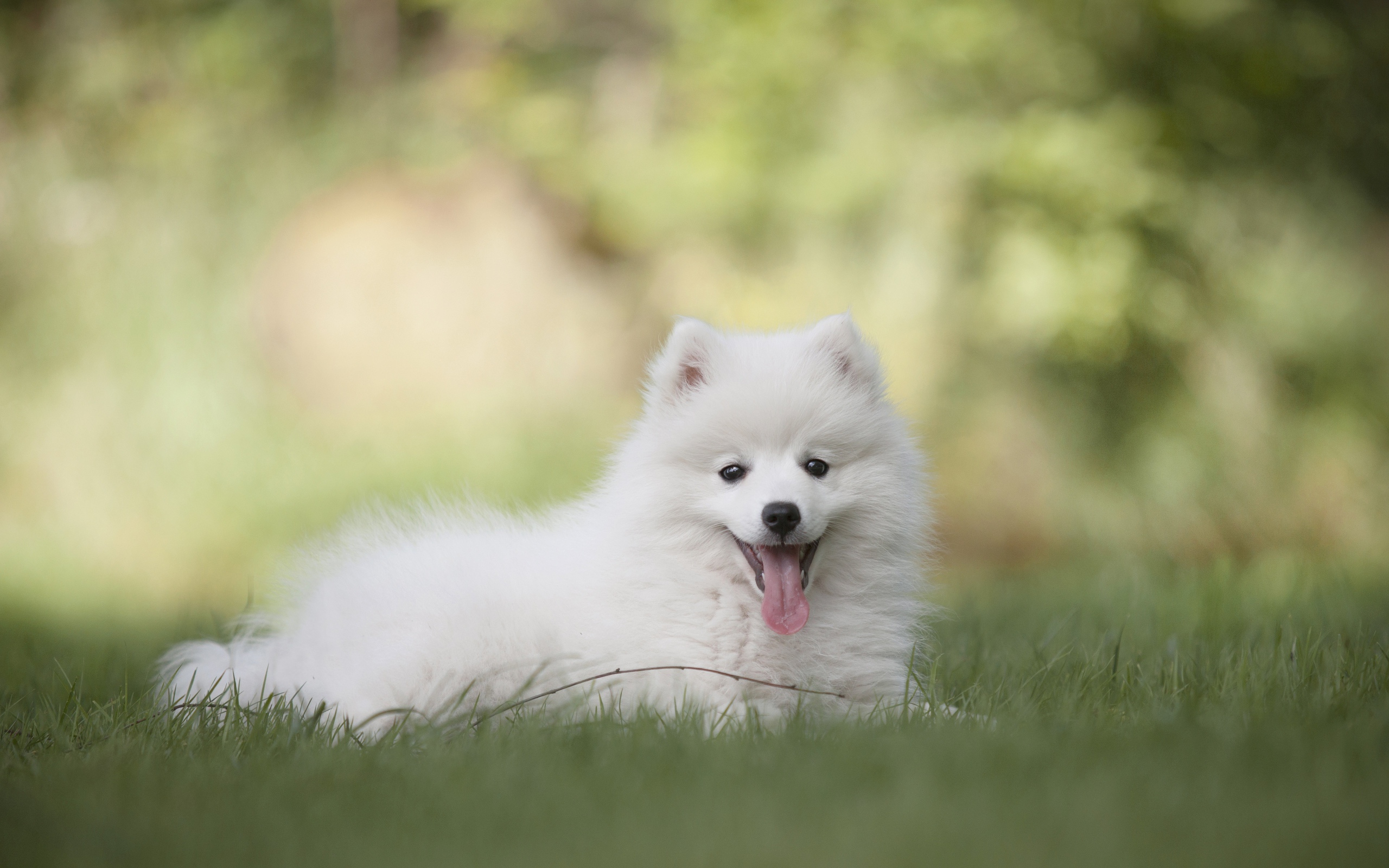 Белый шпиц с высунутым языком лежит на траве