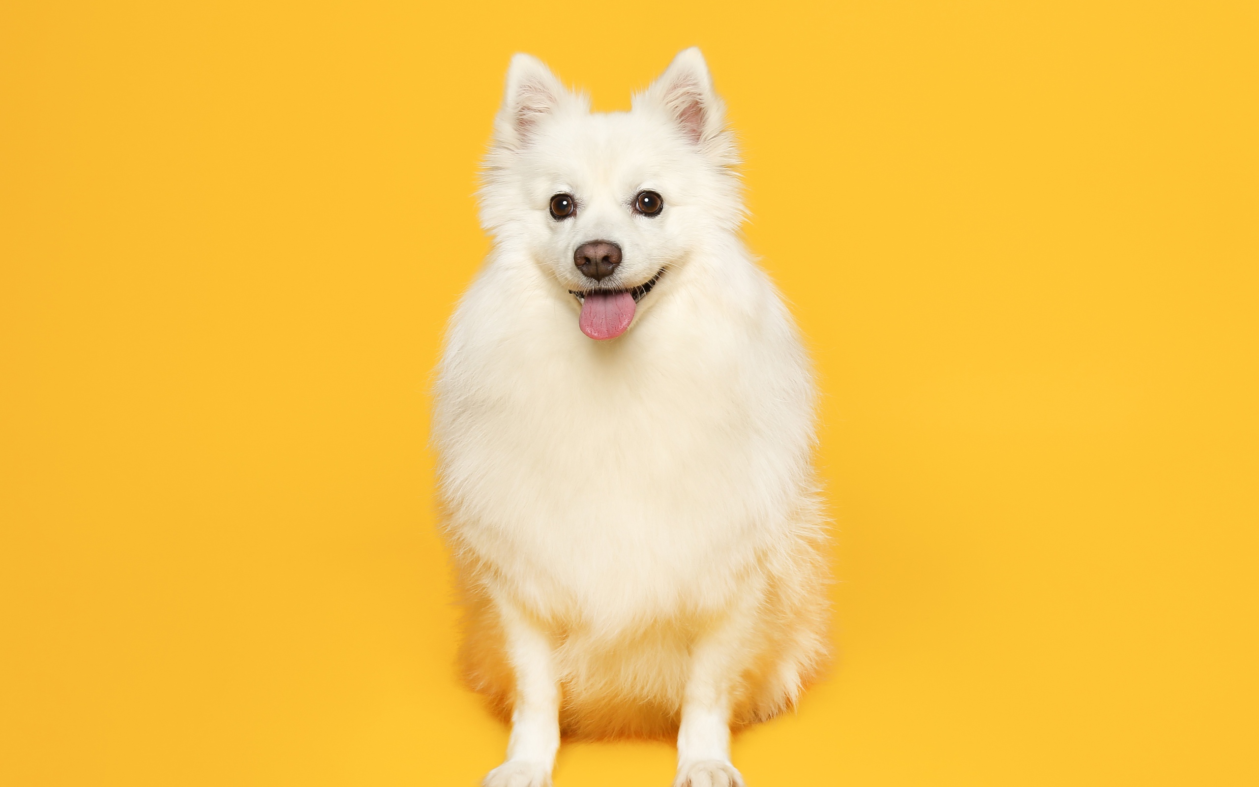 Белый пушистый шпиц на желтом фоне 