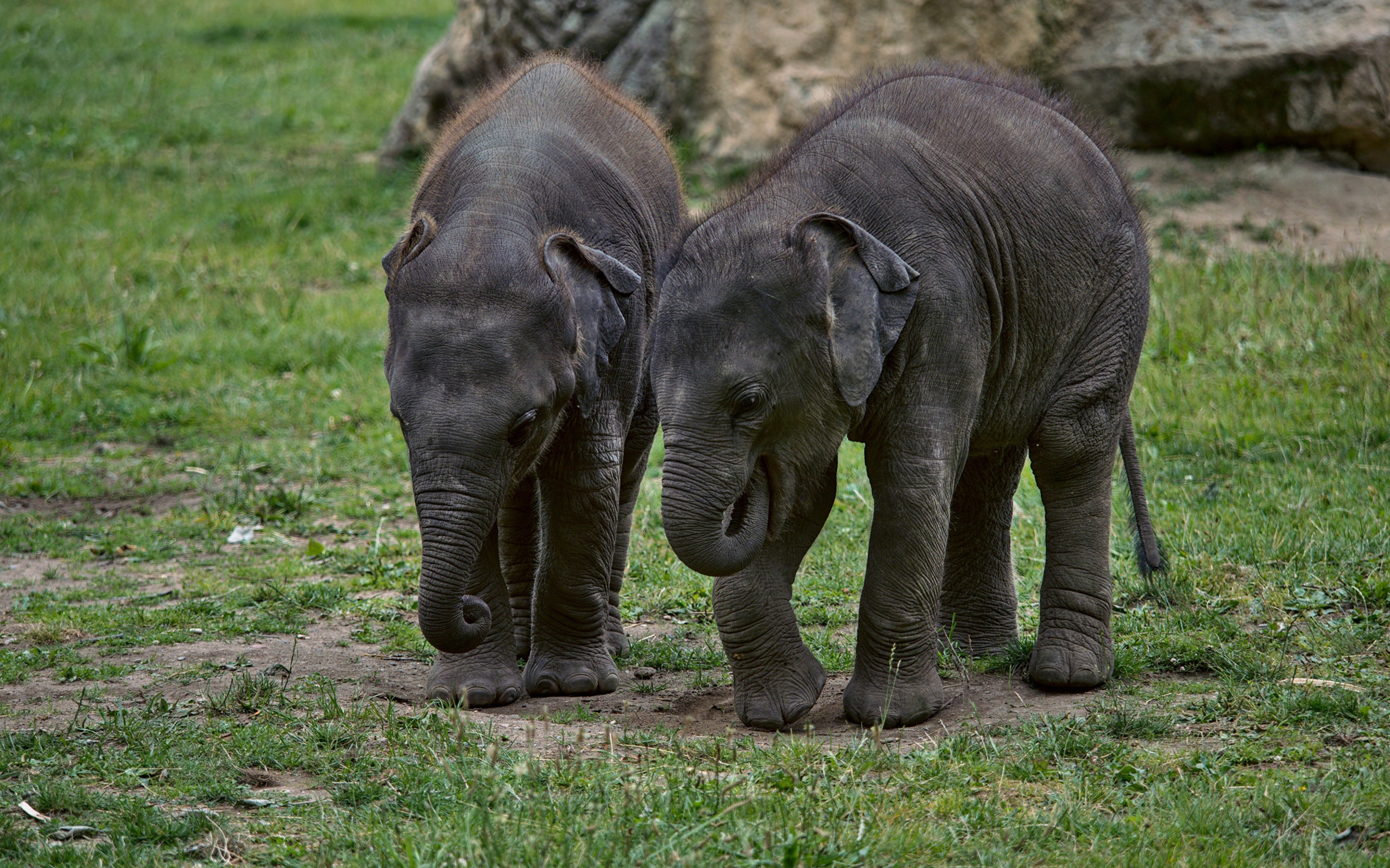 Два маленьких слоненка на зеленой траве 