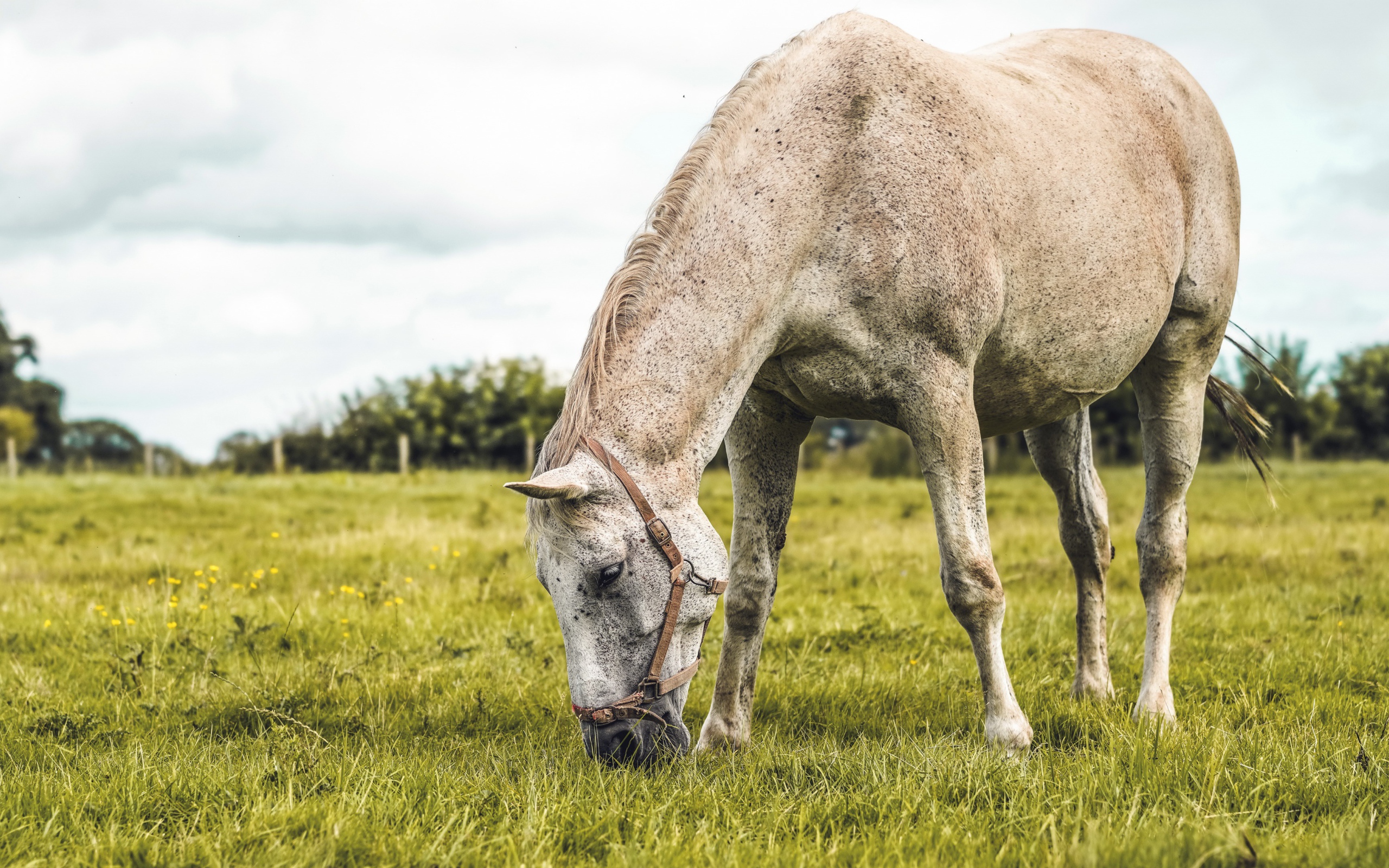 Большая белая лошадь пасется на зеленой траве