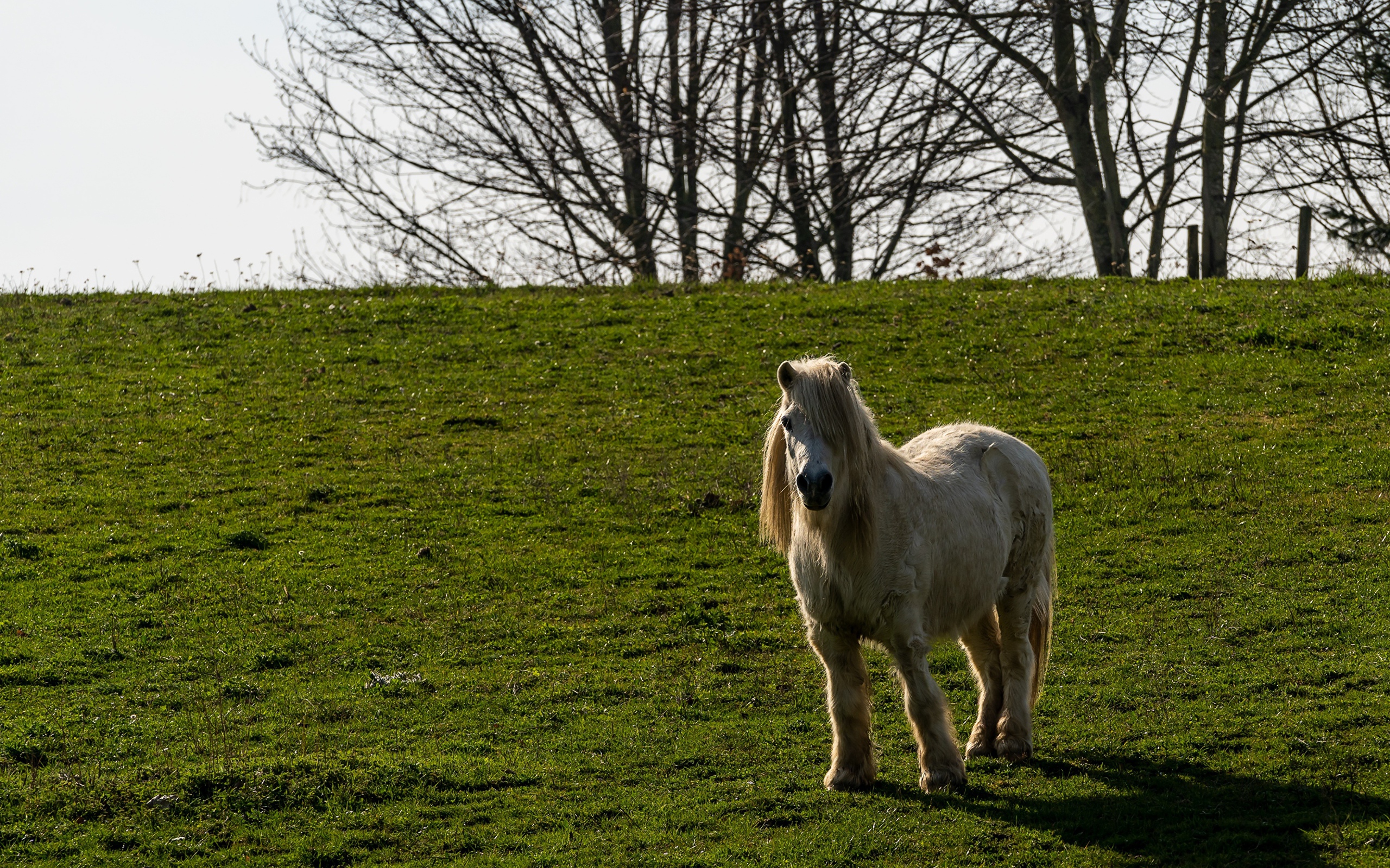 Пони стоит на зеленой траве