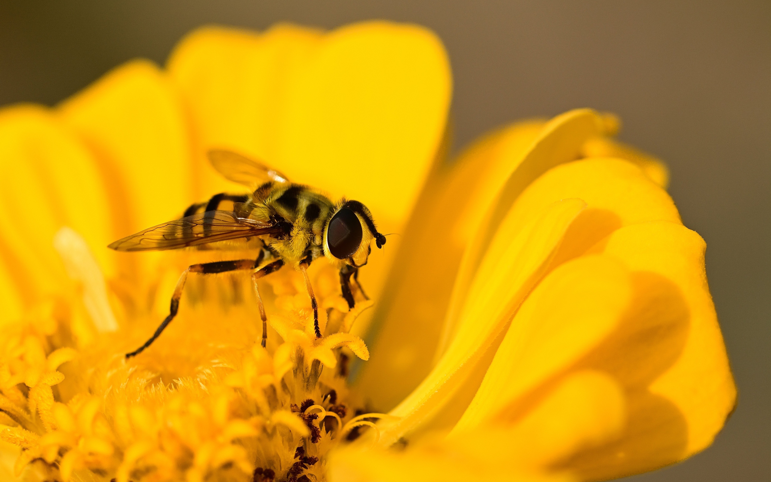 Муха жужжалка сидит на желтом цветке 