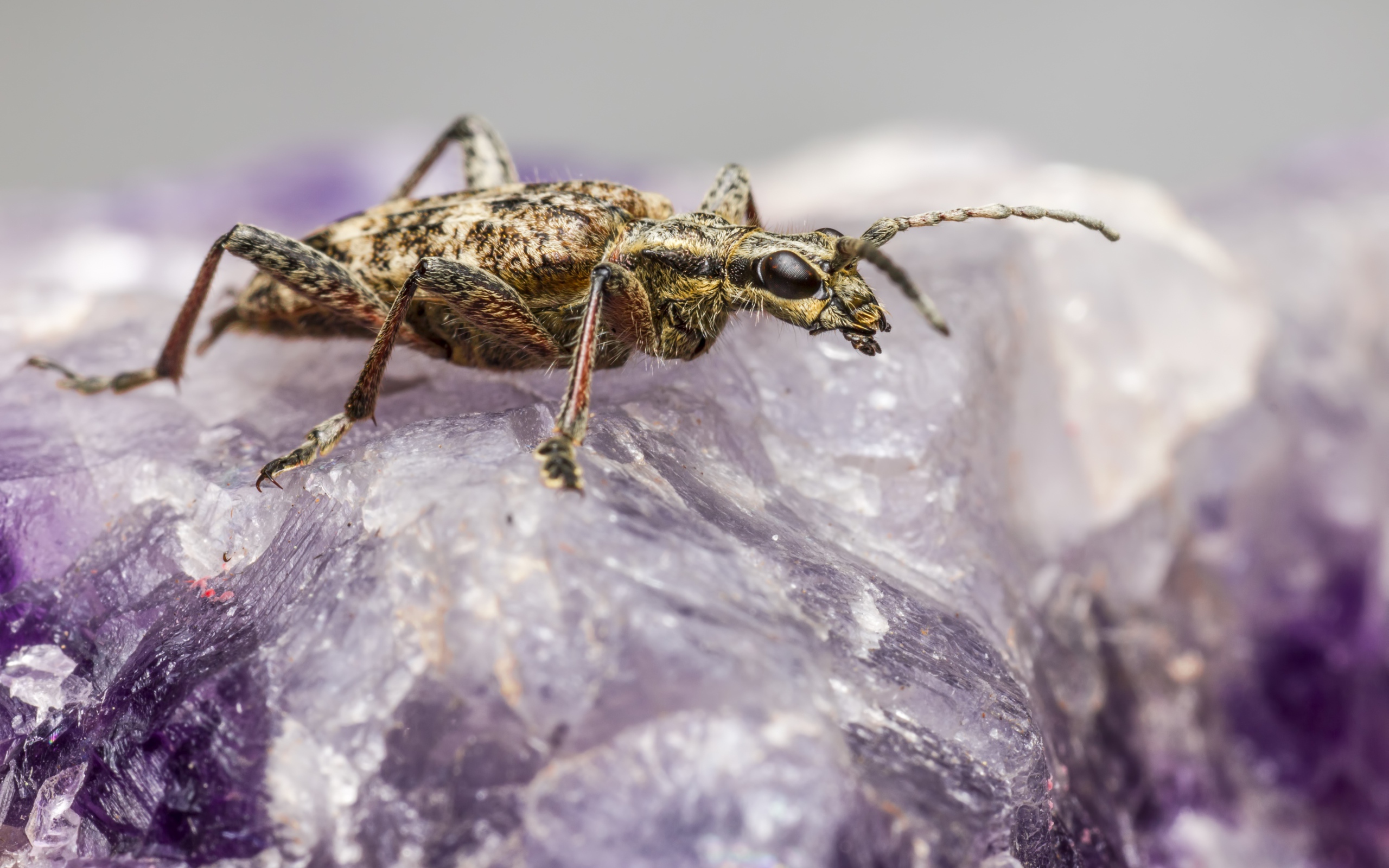 Большой черный-пятнистый усач сидит на кристалле 