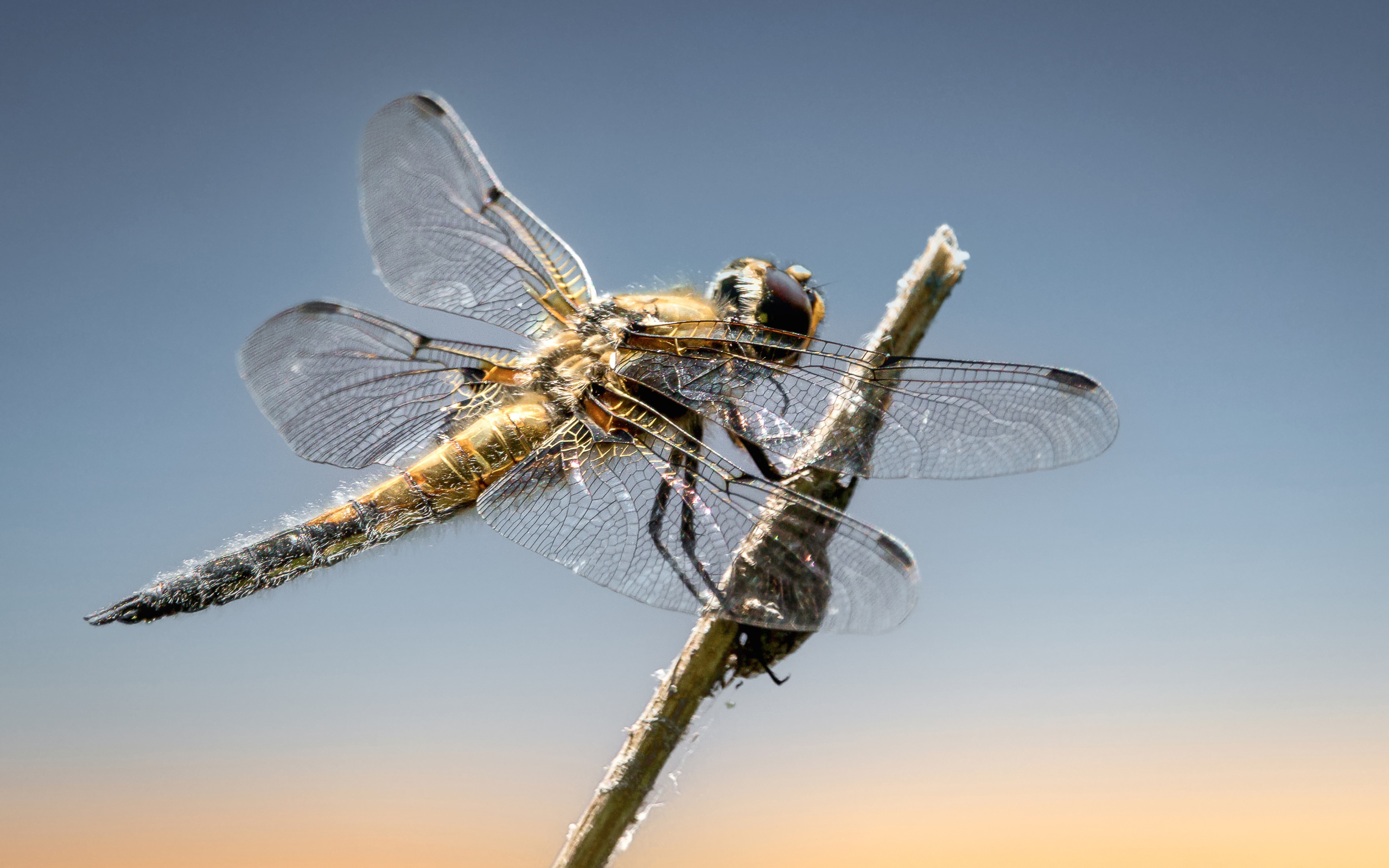 Большая стрекоза сидит на ветке на фоне неба 