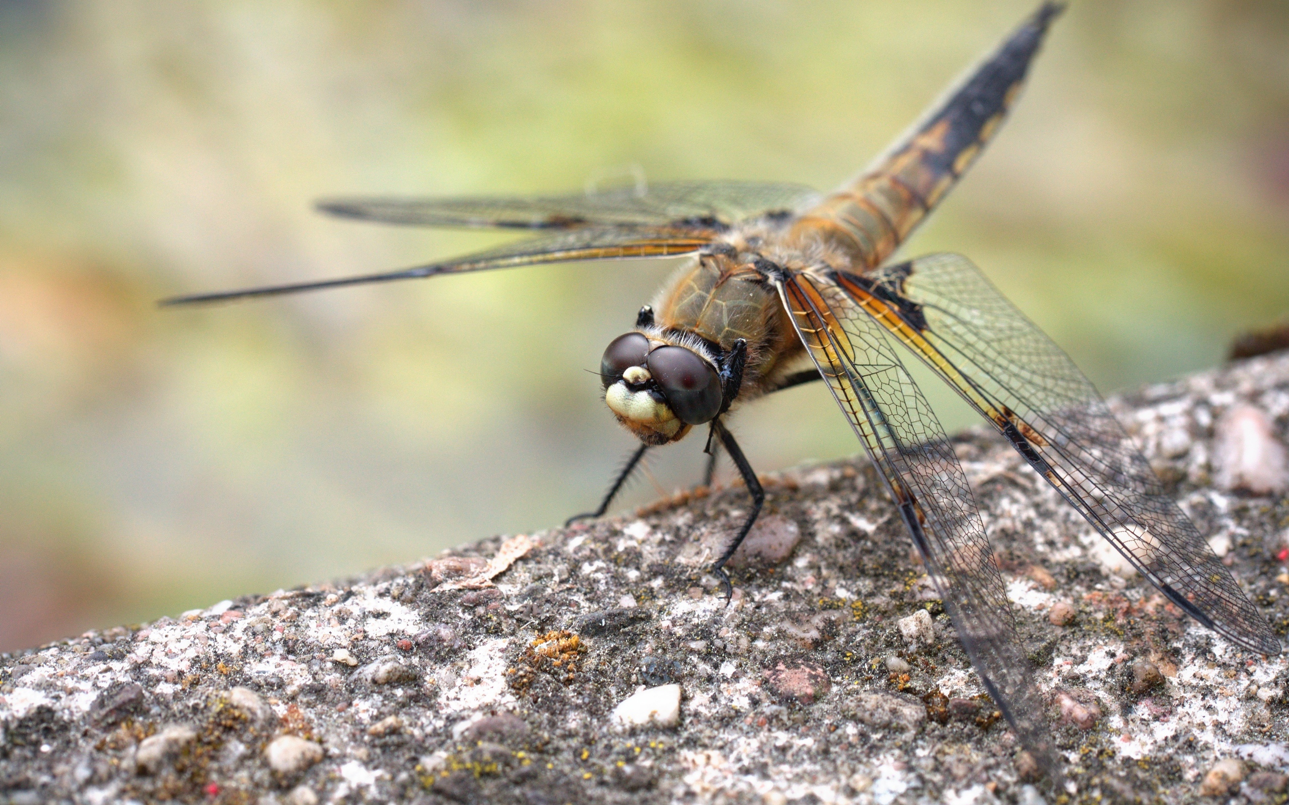 Большая стрекоза сидит на бетонной плите 