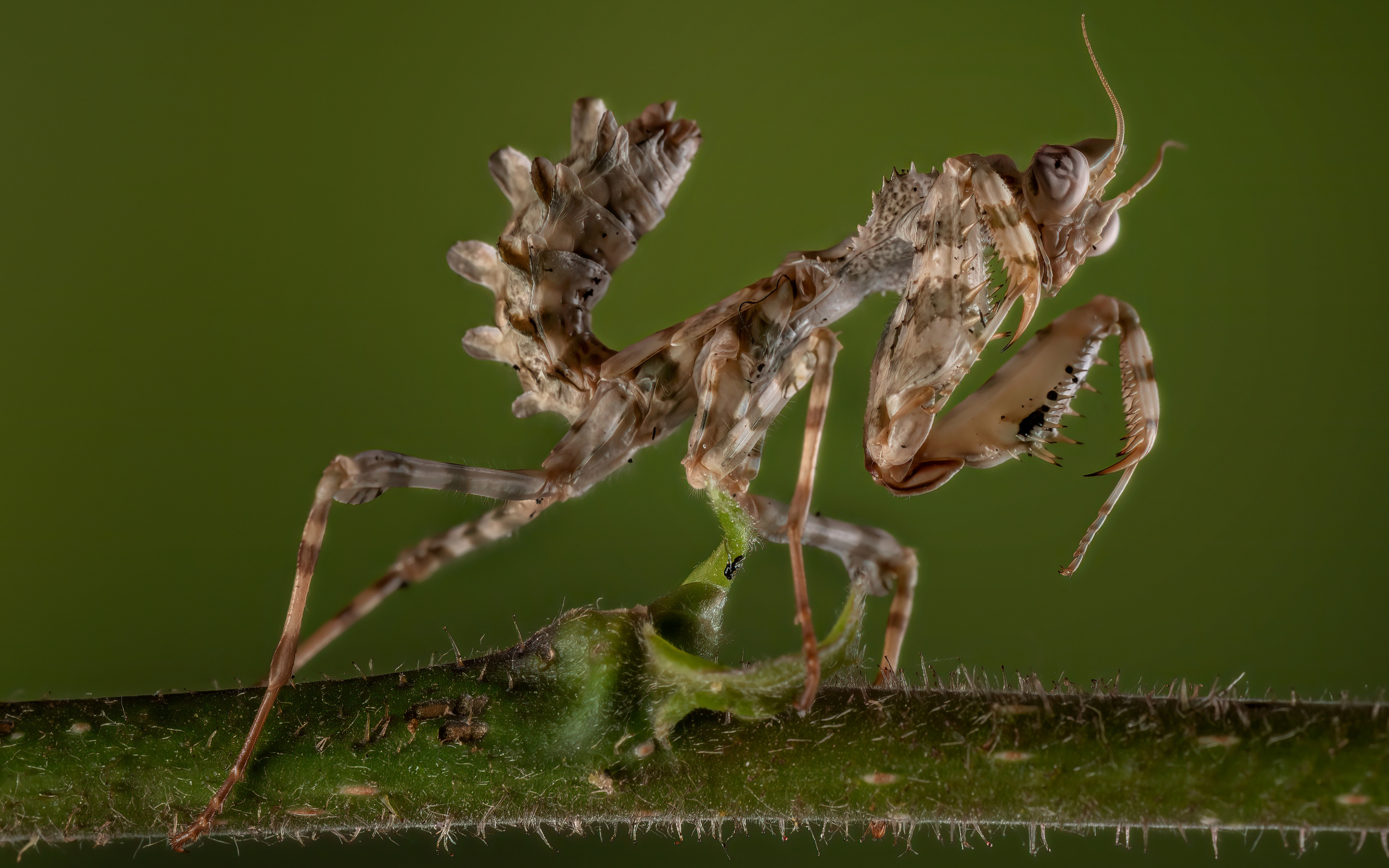 Красивый коричневый богомол на зеленом фоне