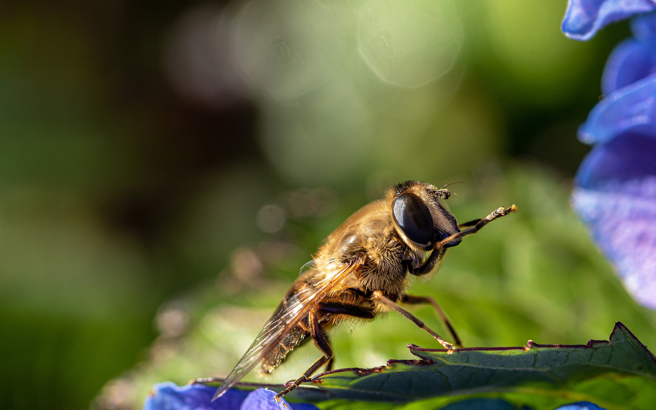 Большая цикада сидит на листе 