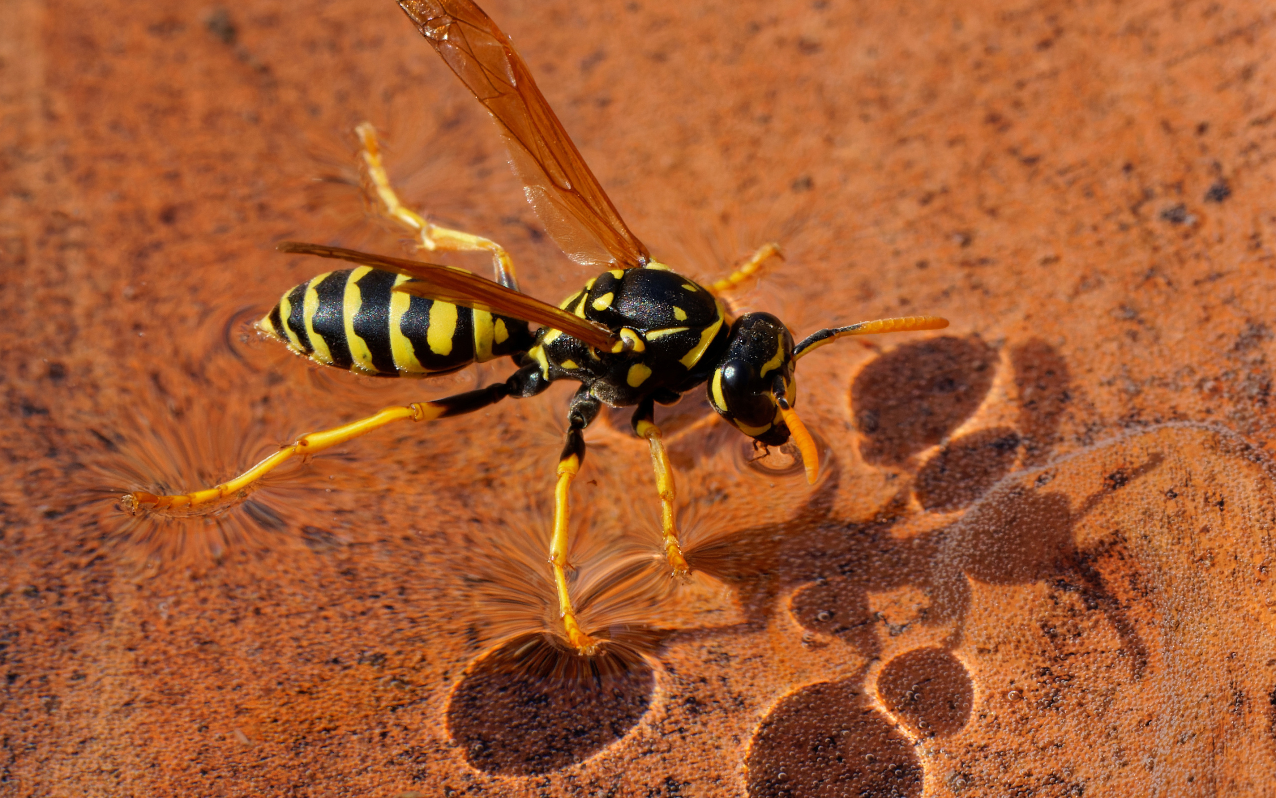 Большая желтая оса сидит на воде 