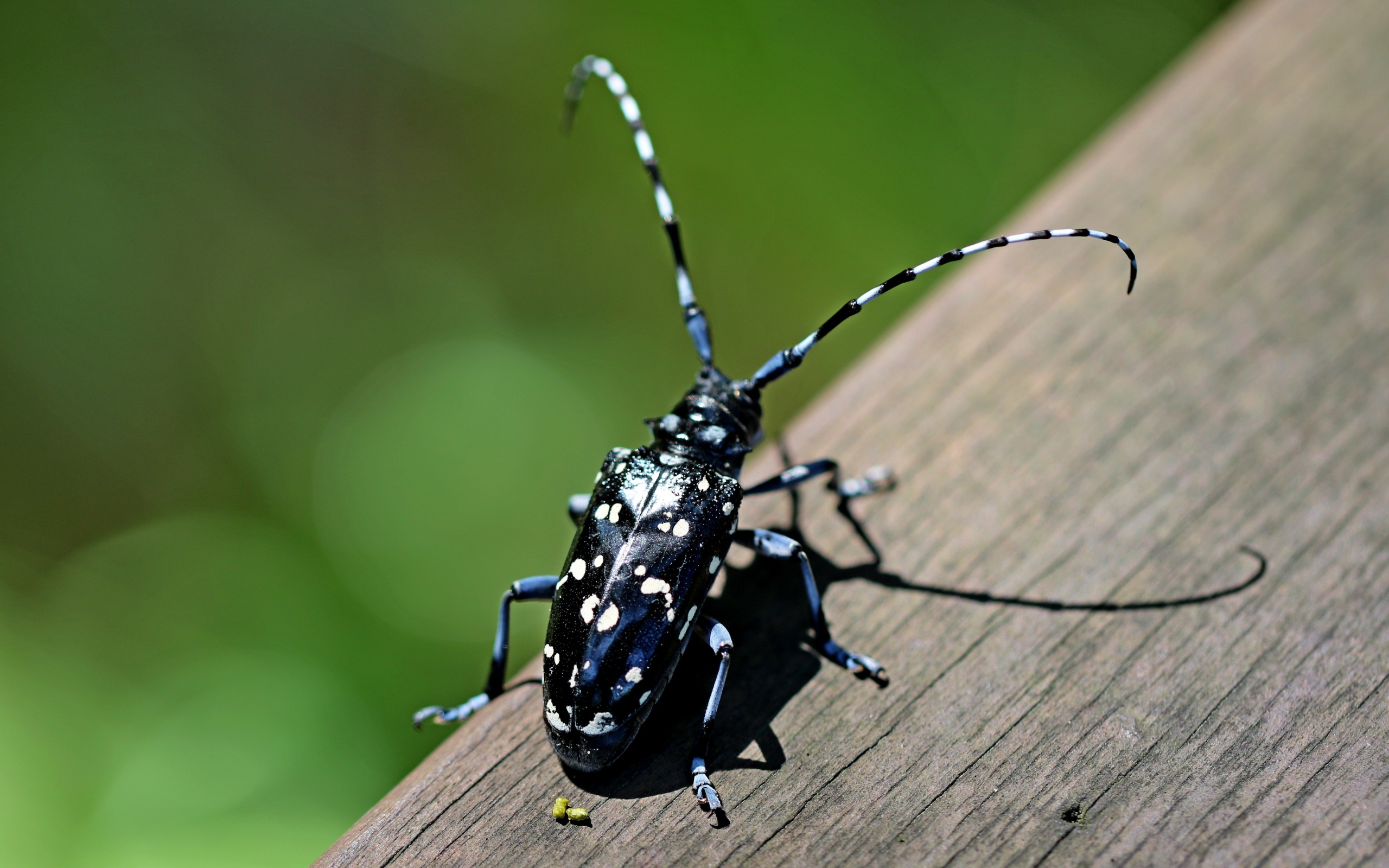 Черный жук Anoplophora chinensis на дереве 