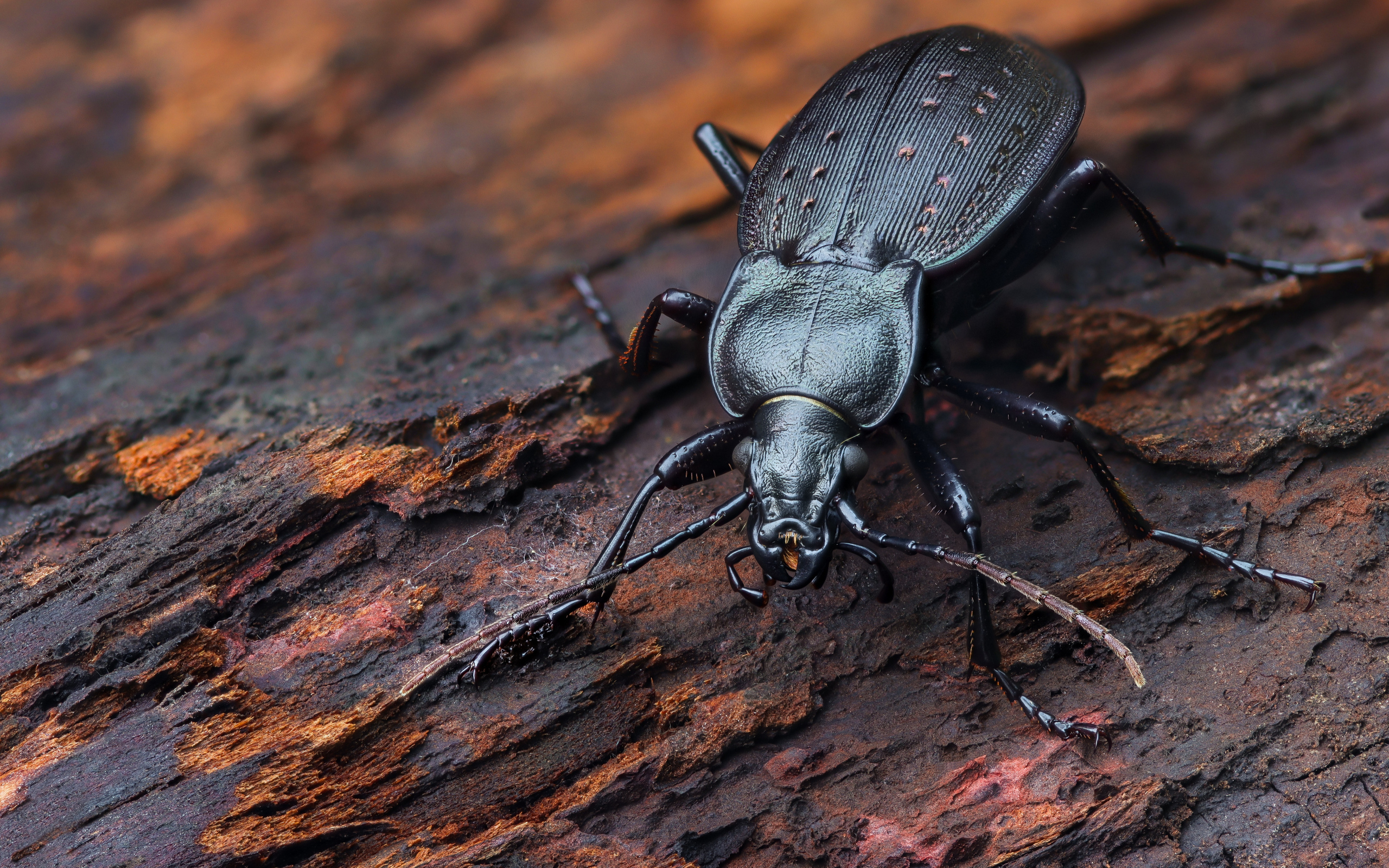 Черный жук жужелица сидит на трухлявом дереве