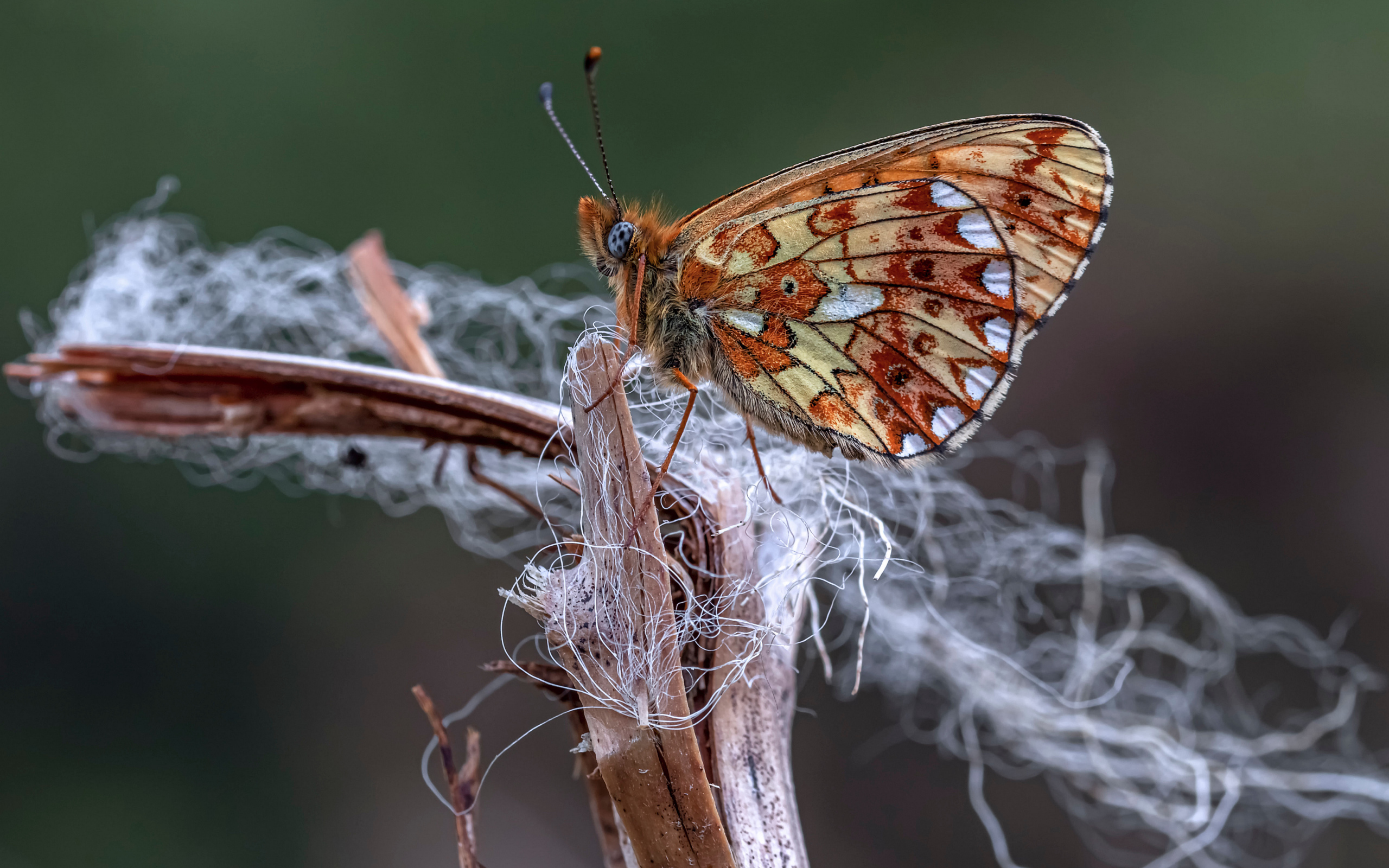 Коричневая бабочка на ветке крупным планом