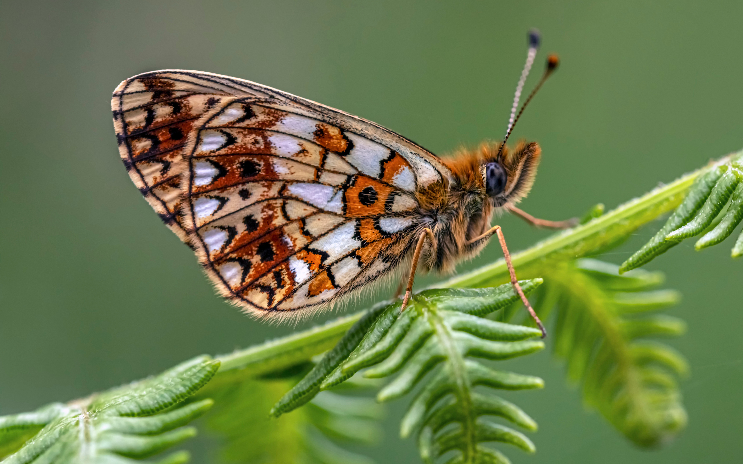 Коричневая бабочка сидит на зеленом листе 