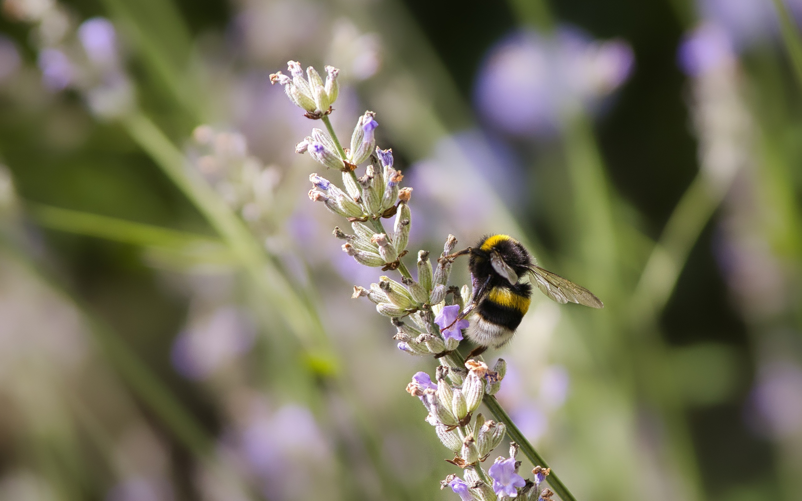 Шмель сидит на ветке лаванды