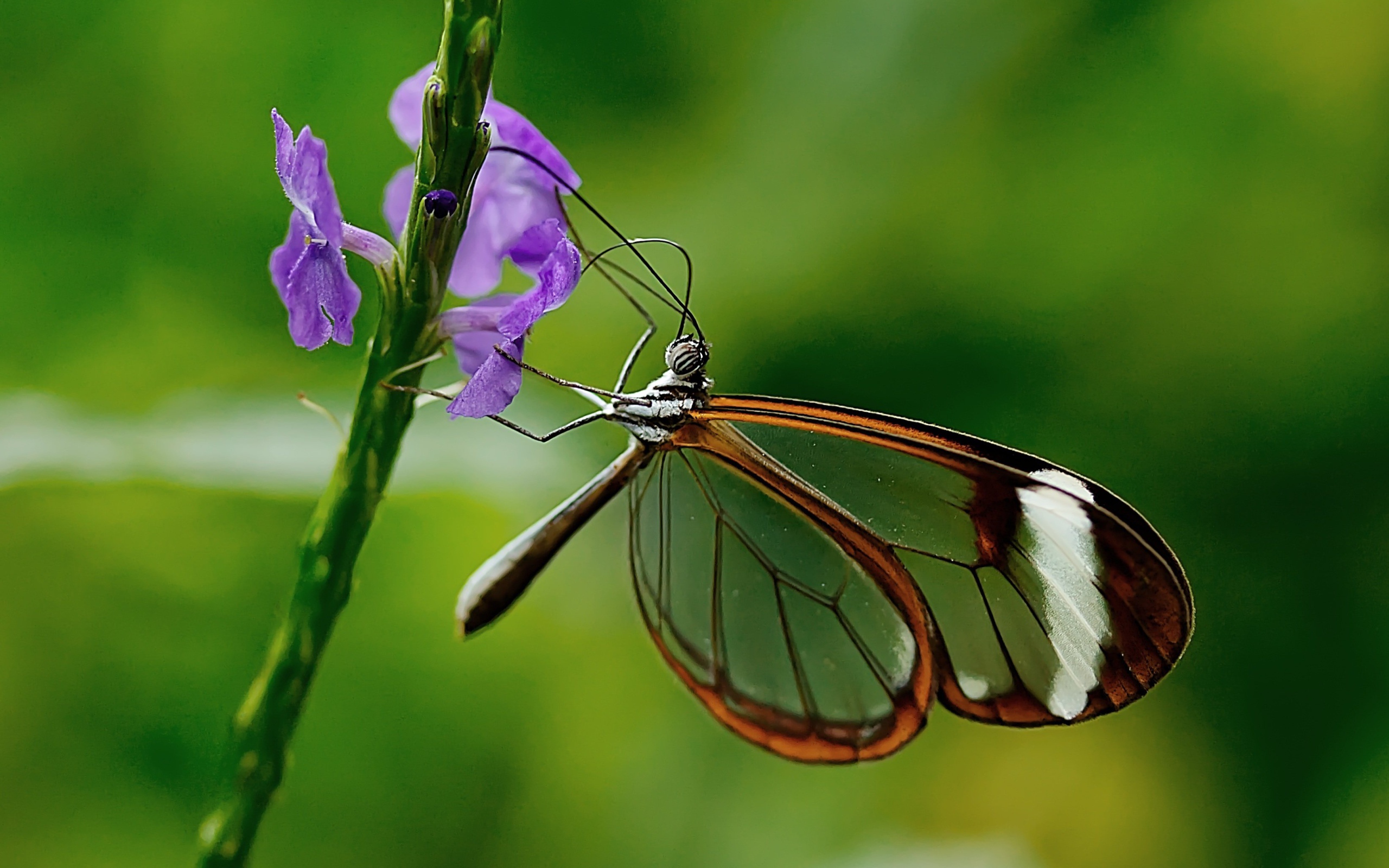 Бабочка с прозрачными крыльями сидит на цветке 