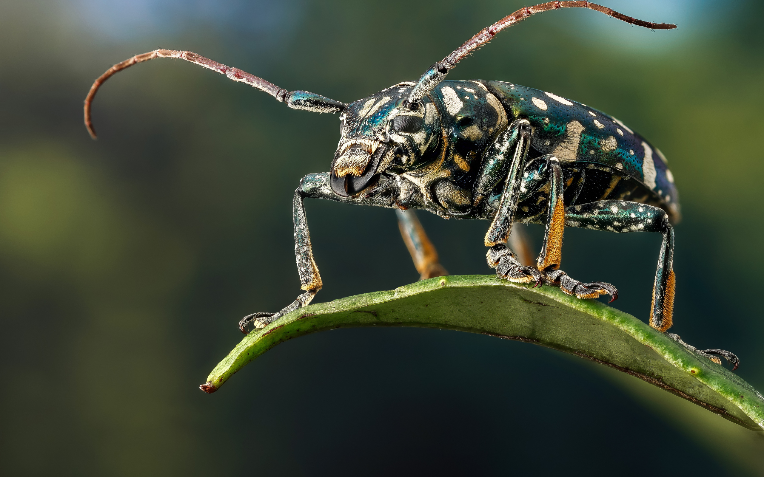 Жук Фаустабрина на зеленом листе крупным планом