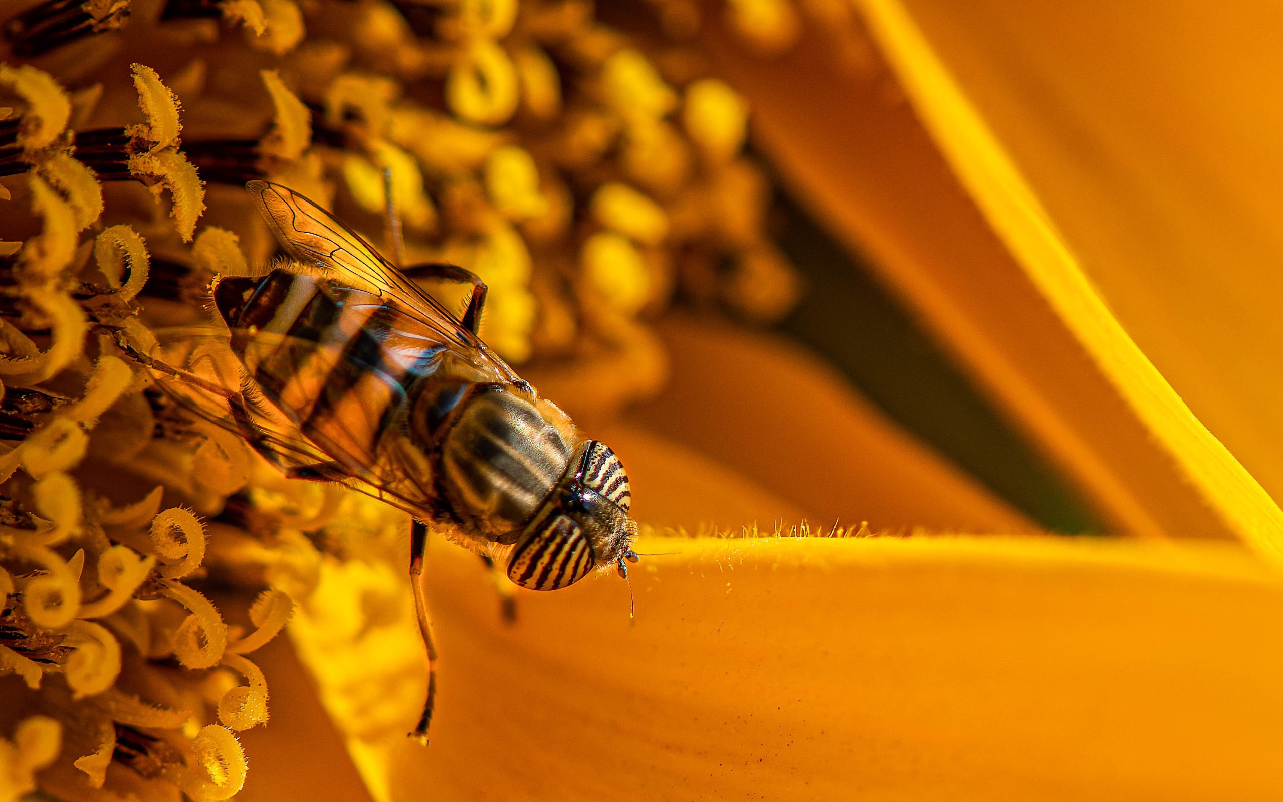 Большая цикада сидит на желтом цветке 