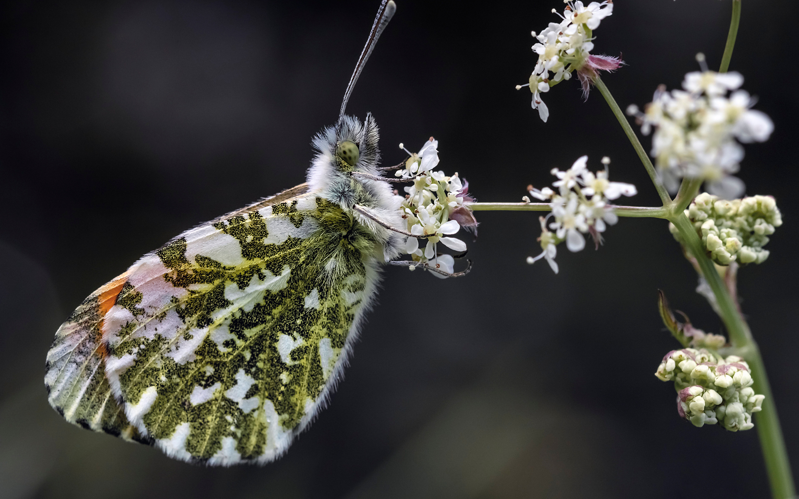 Зеленая бабочка сидит на  белом цветке 