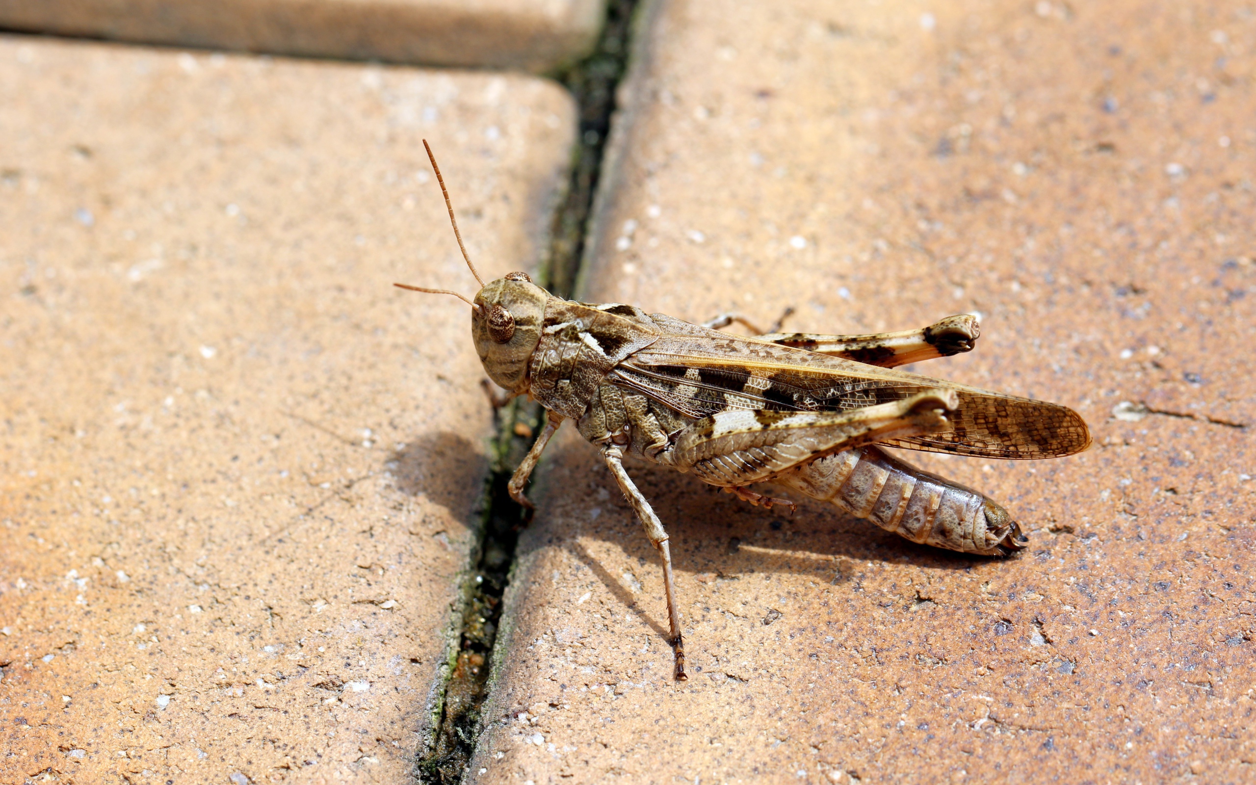 Большой серый кузнечик на плитке