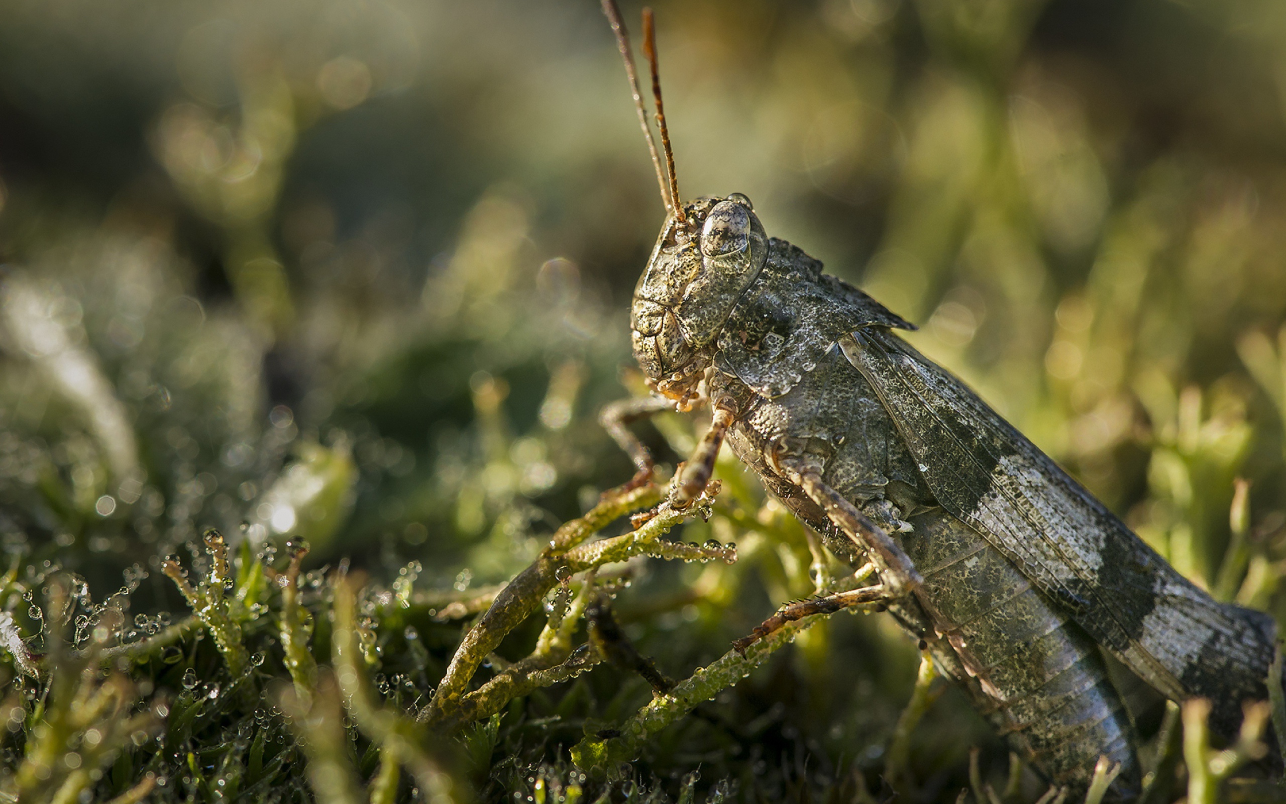 Большая зеленая саранча крупным планом