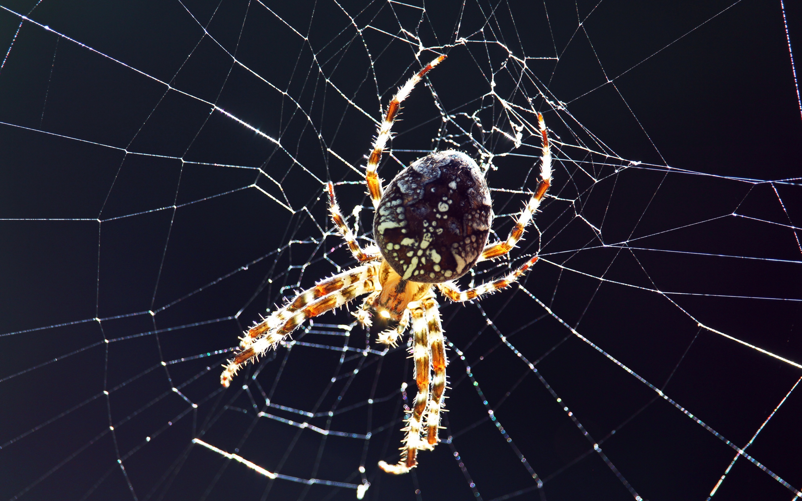 Большой паук на паутине на черном фоне крупным планом 
