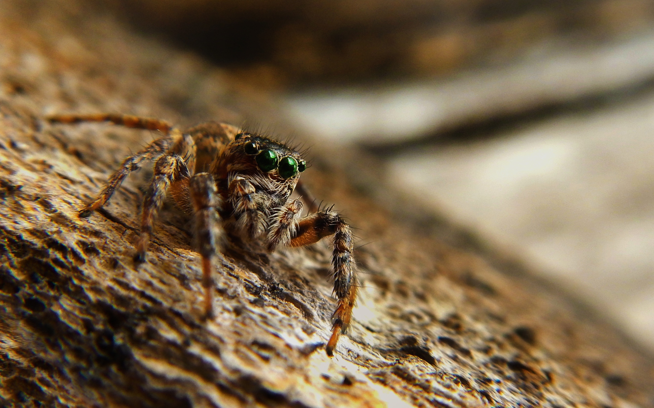 Большой паук с зелеными глазами