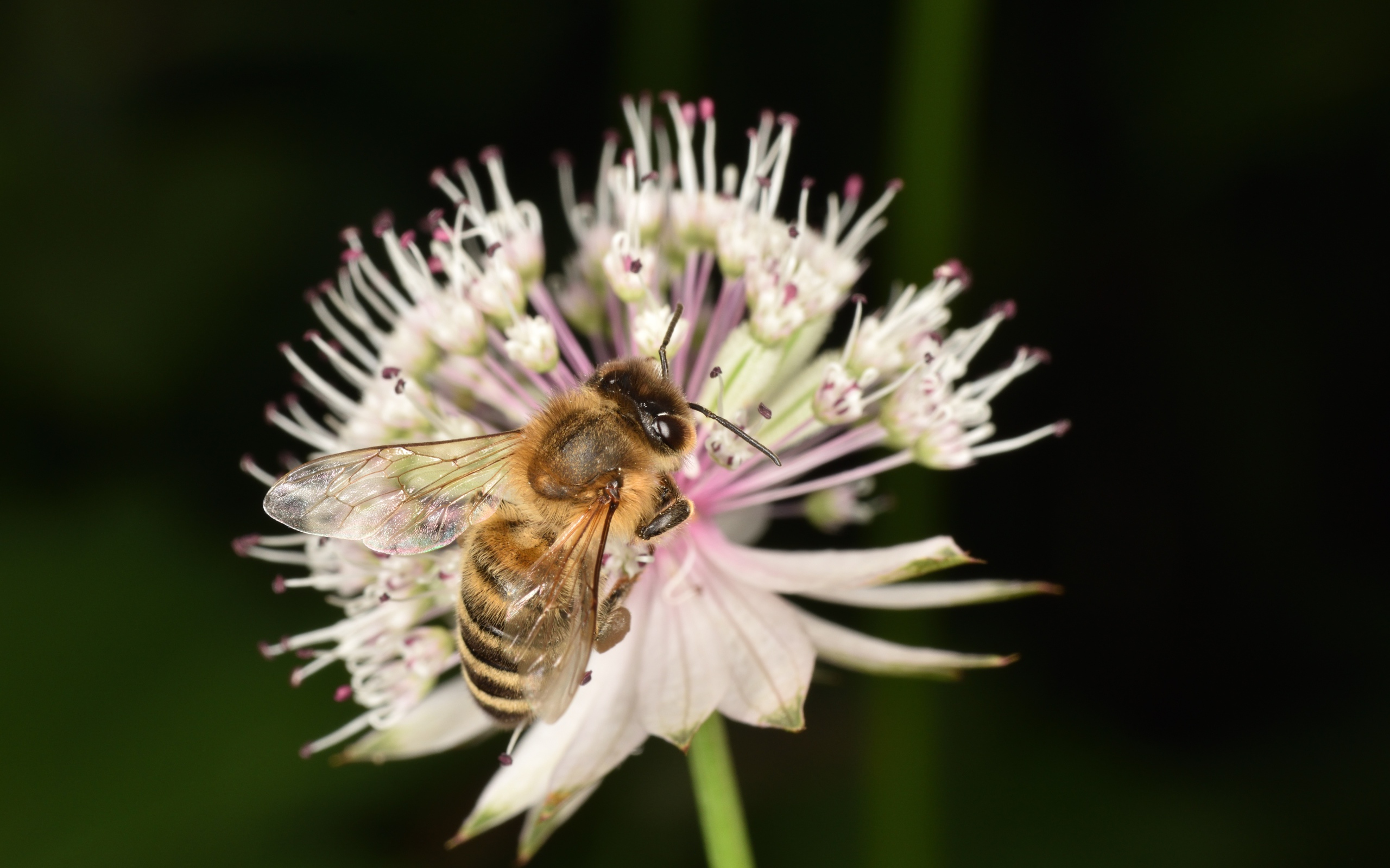 Маленькая пчела сидит на цветке
