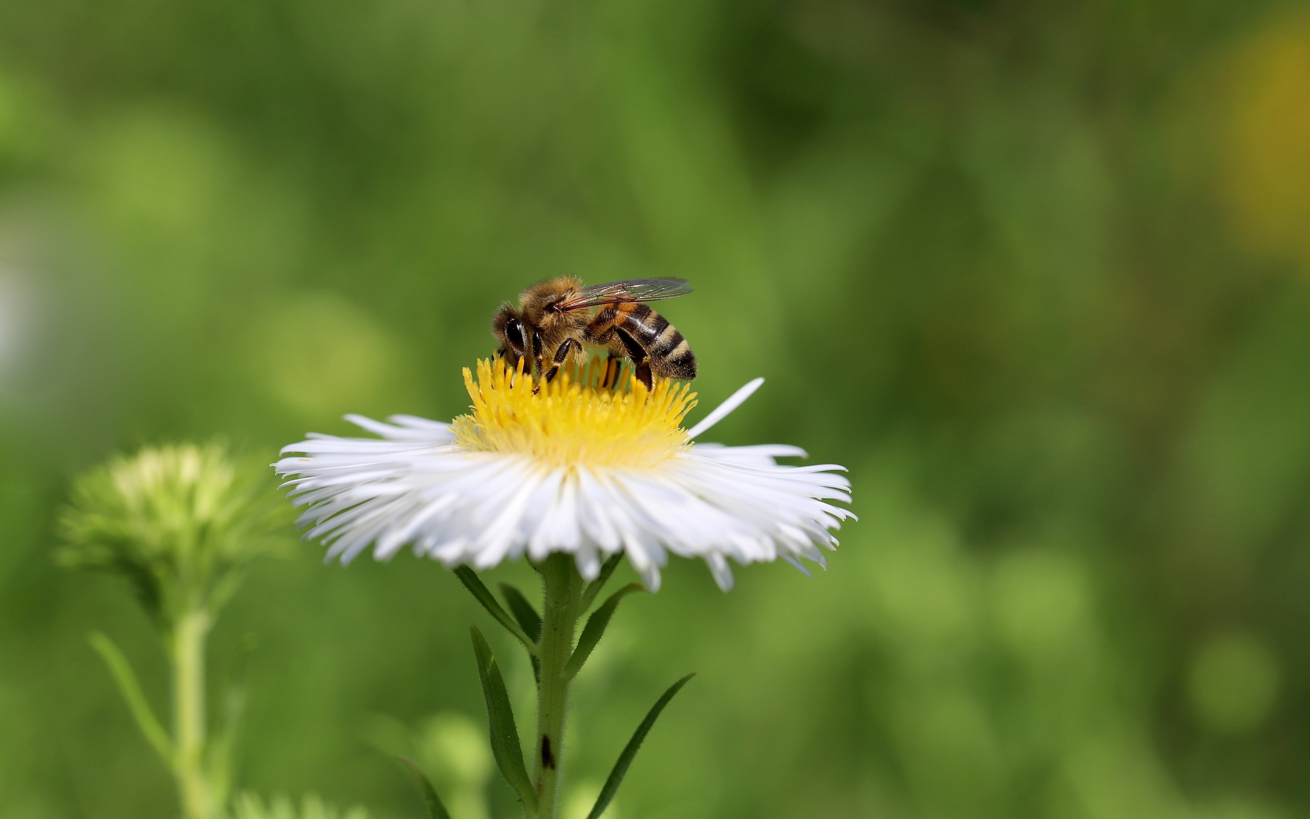 Маленькая пчела сидит на белом полевом цветке 