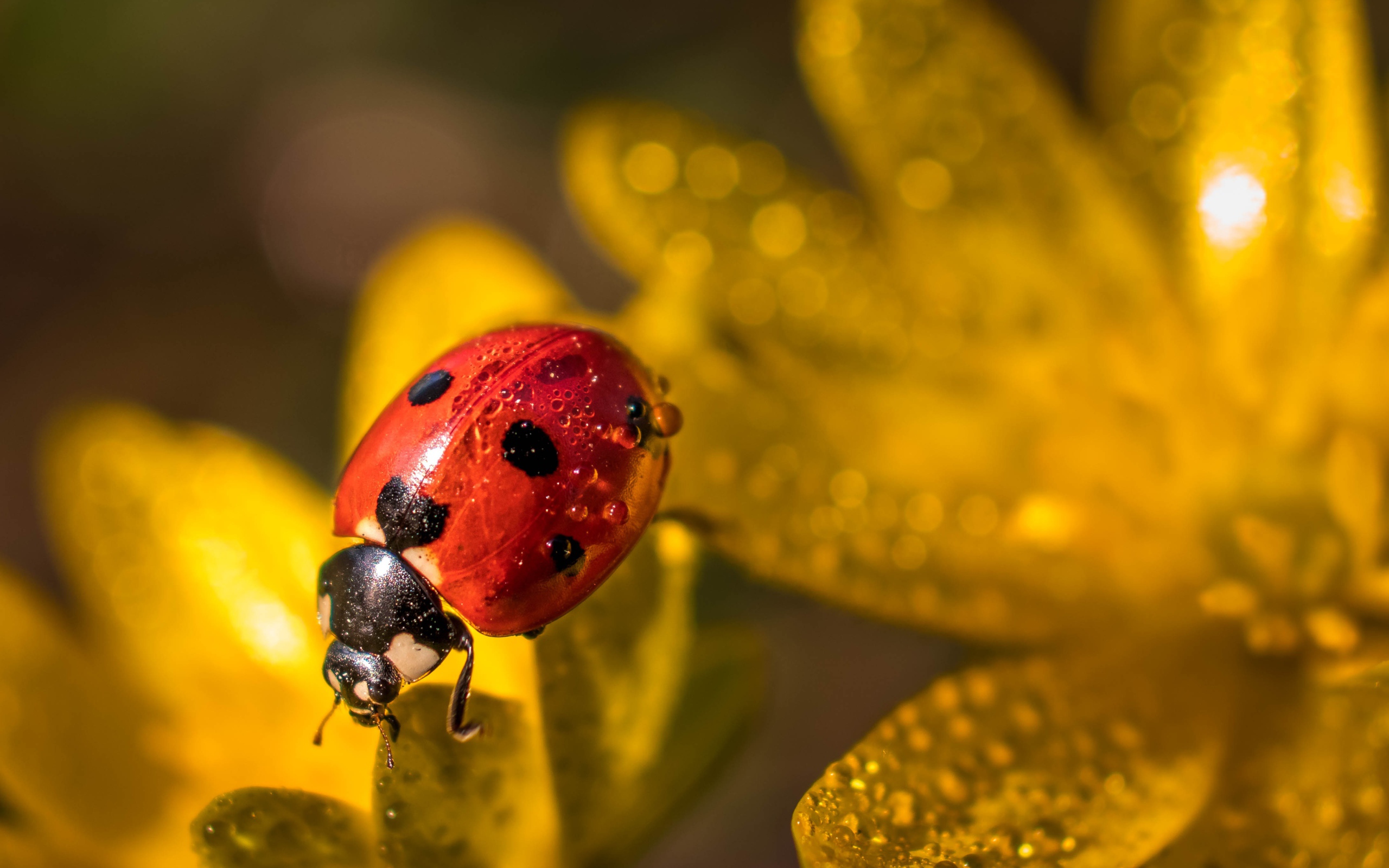Красная божья коровка сидит на лепестках цветка