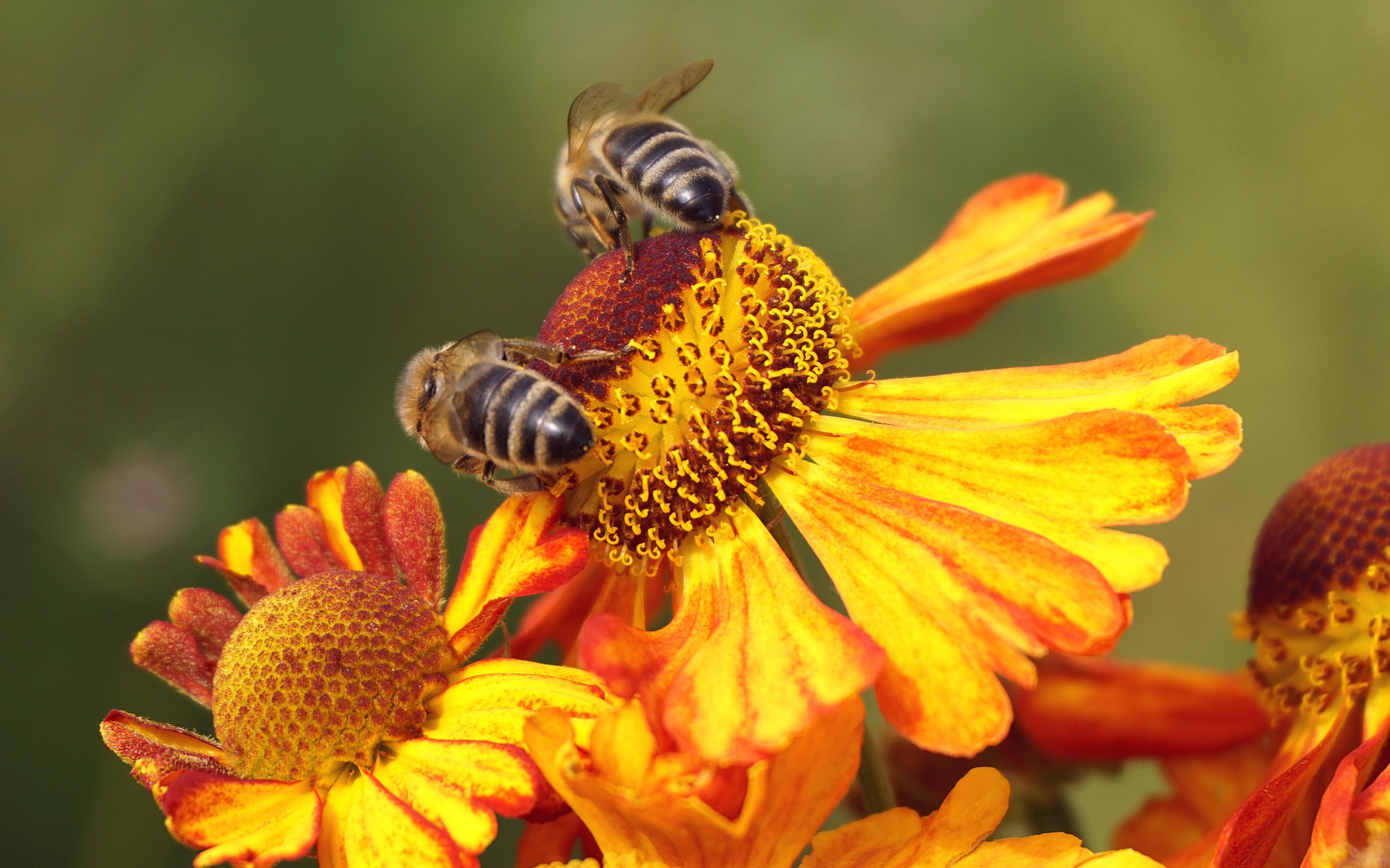 Две медоносные пчелы сидят на цветке 