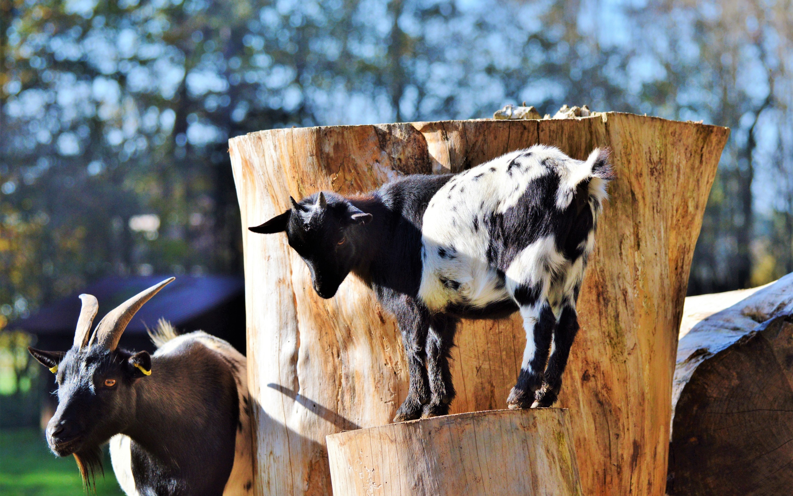Коза с козленком у старого дерева