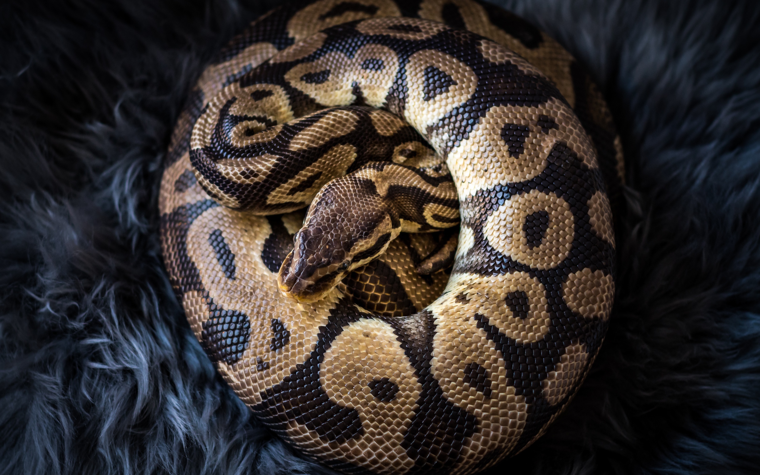 Big beautiful python lies on black fur