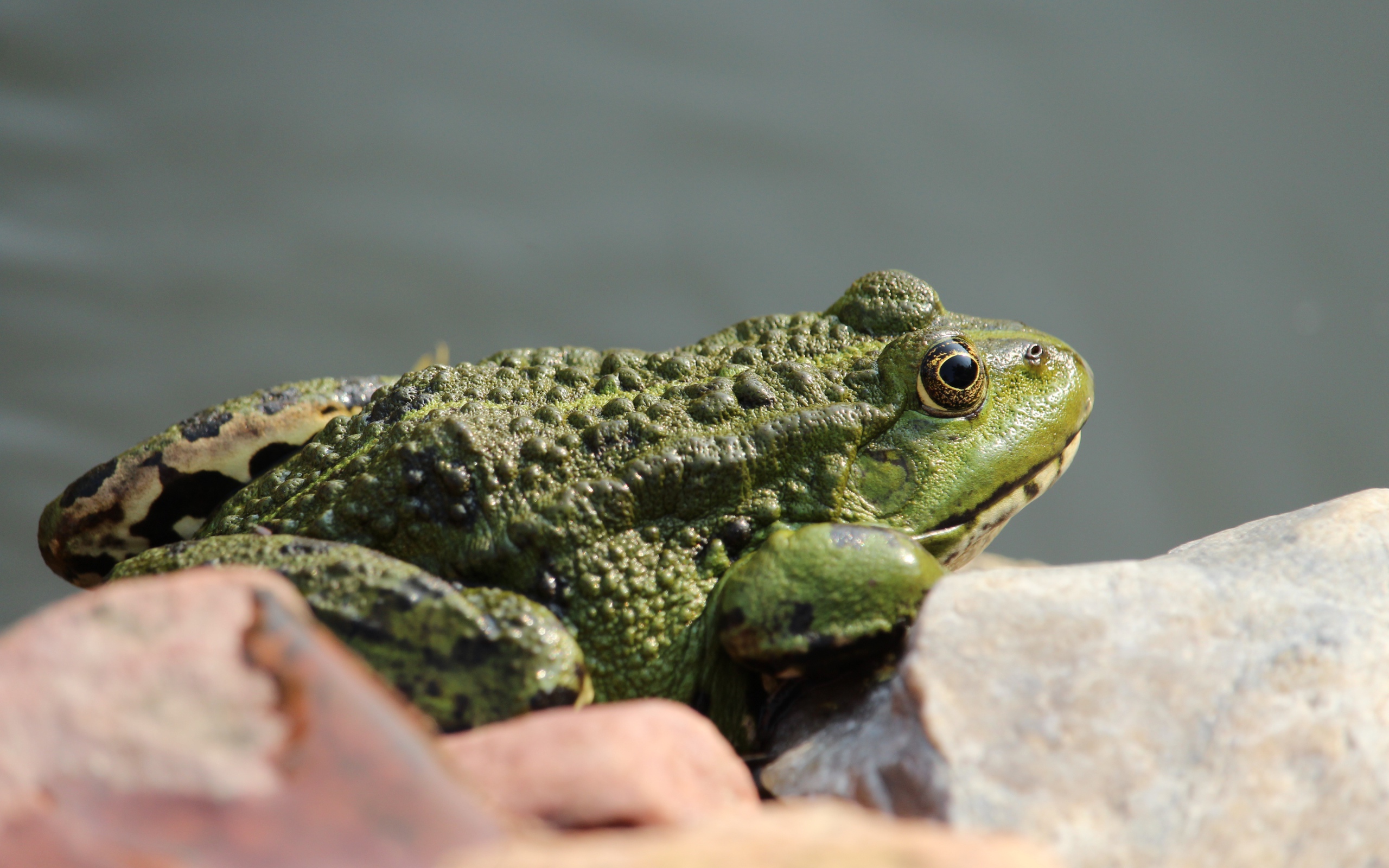 Большая зеленая жаба сидит на камне 