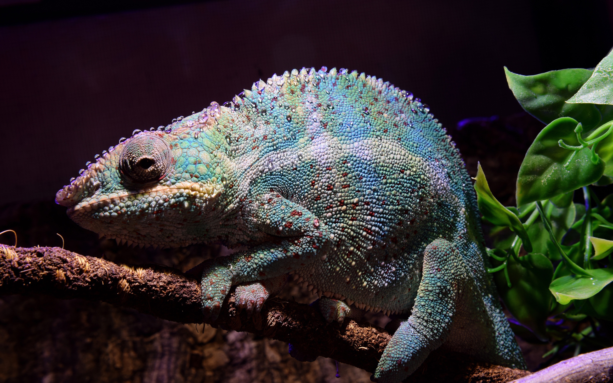 Голубой хамелеон сидит на ветке дерева 