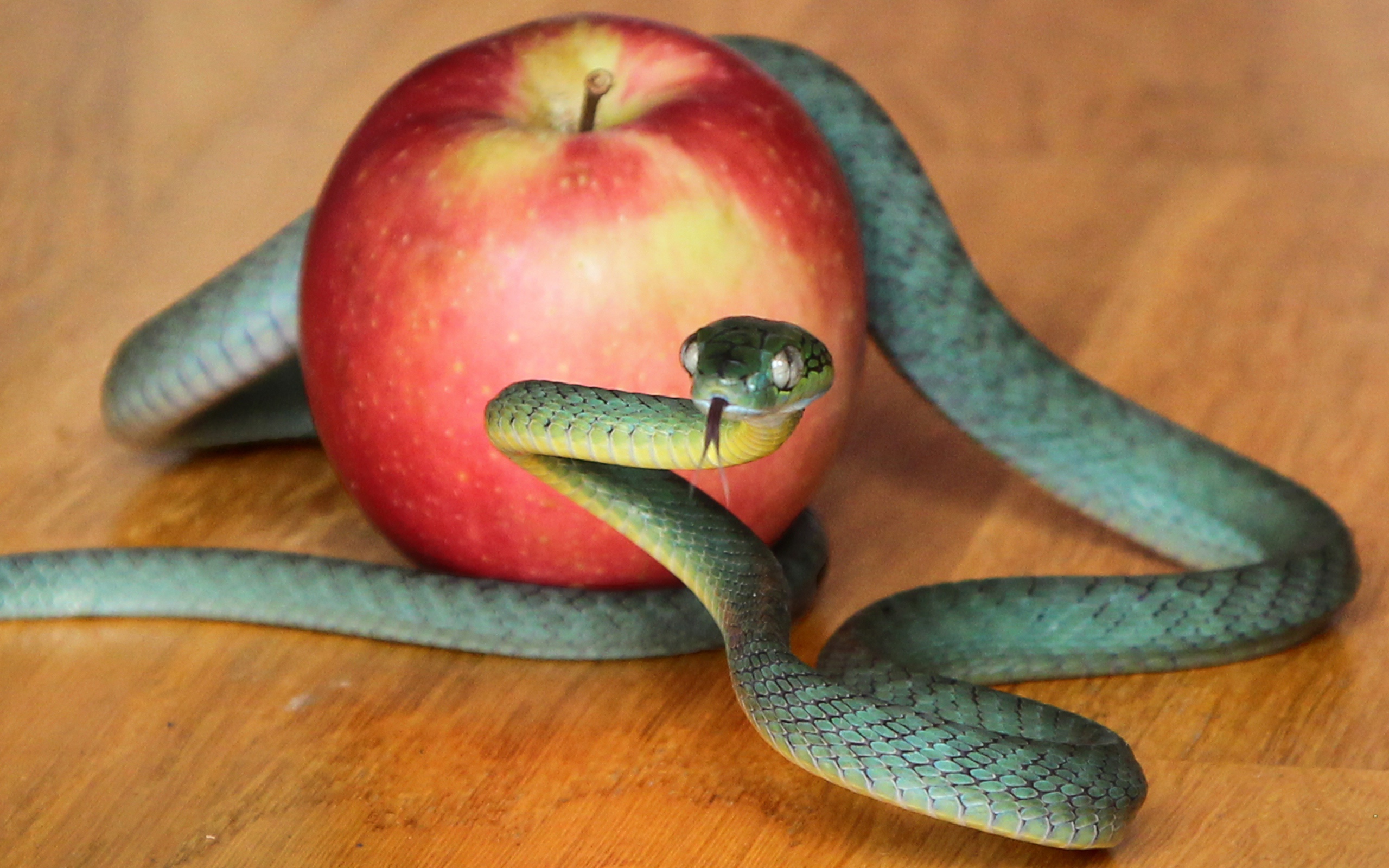 Зеленая змея с красным яблоком на столе 