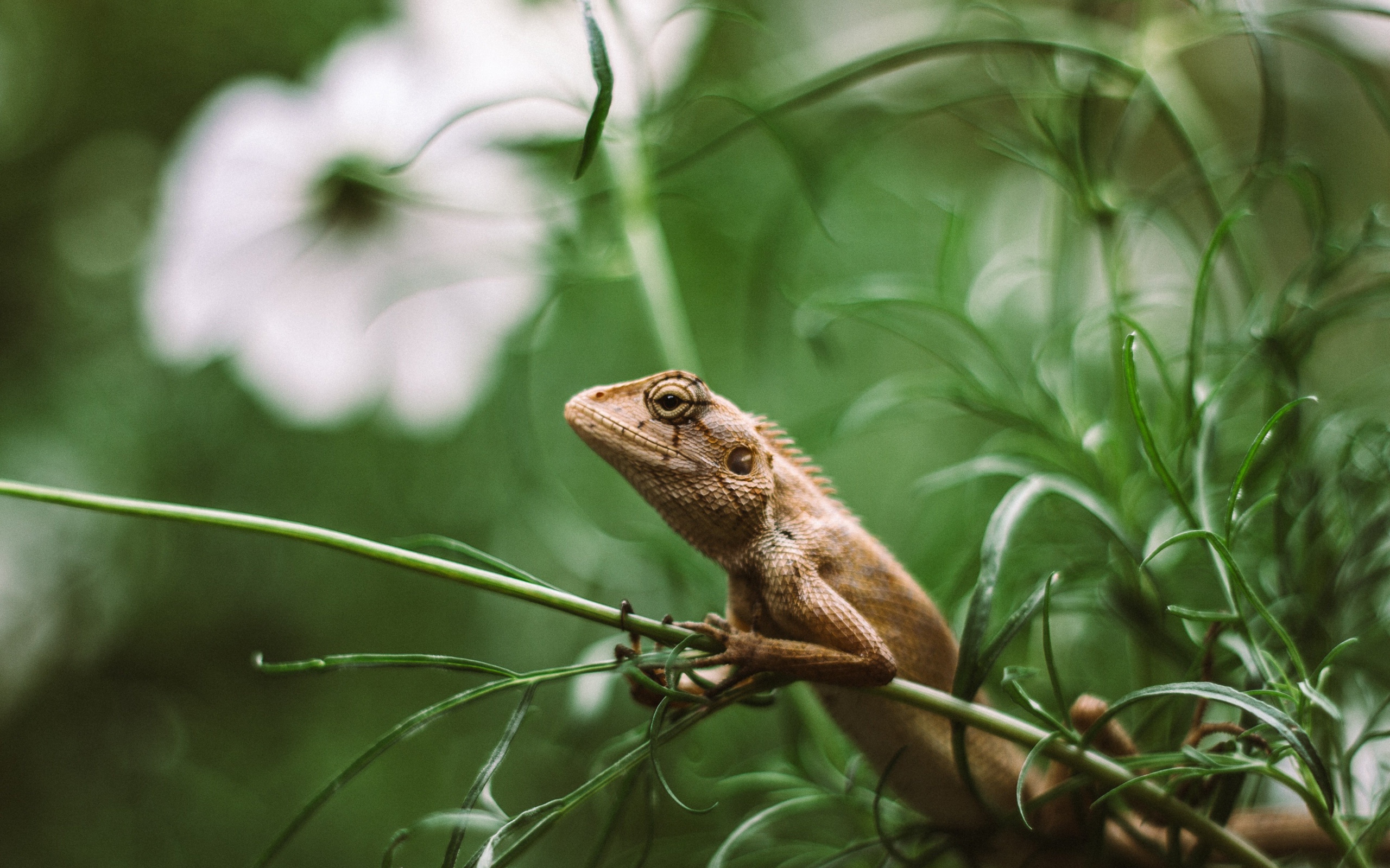 Маленькая ящерица сидит в зеленой траве