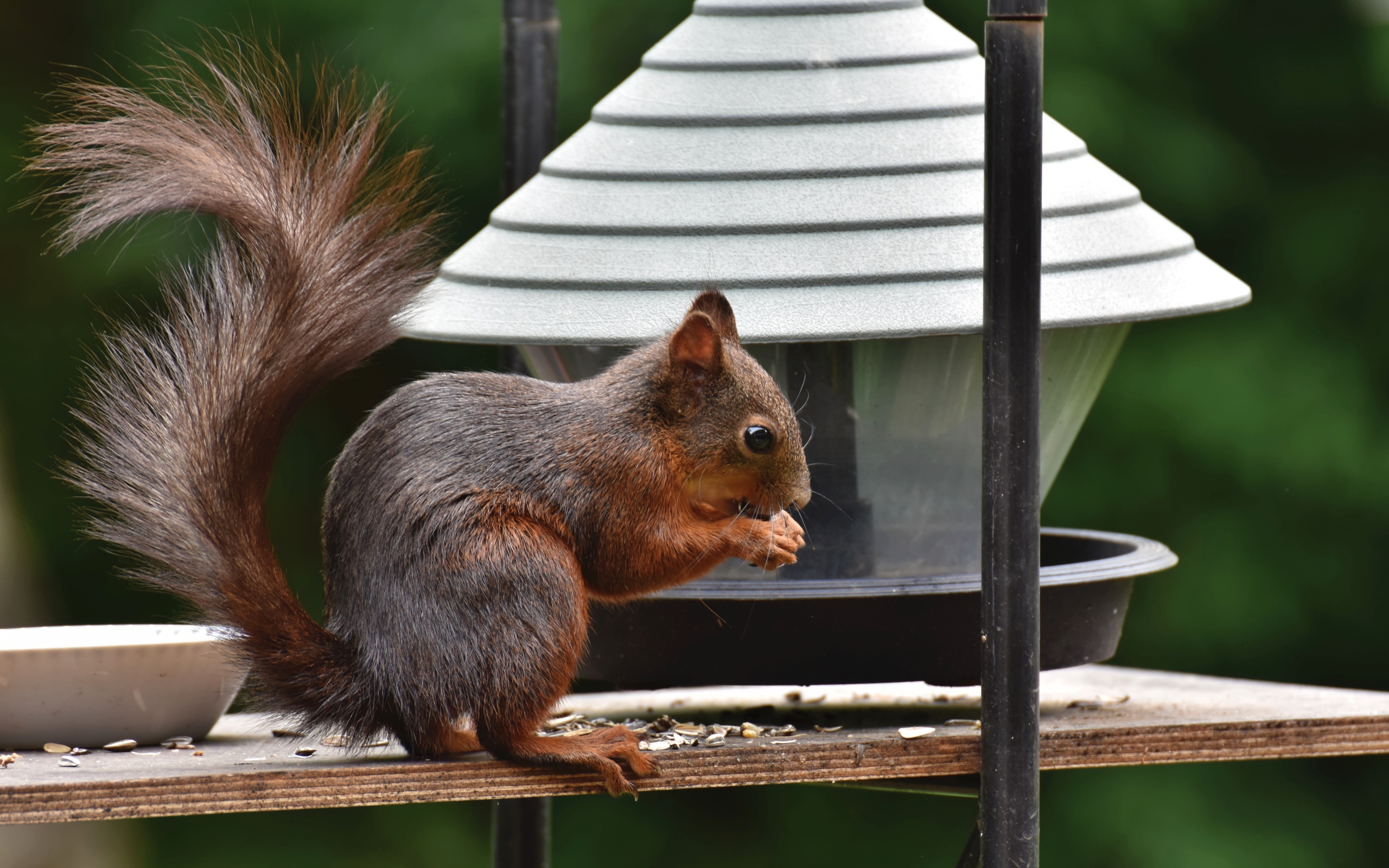 Большая рыжая белка грызет корм в кормушке 