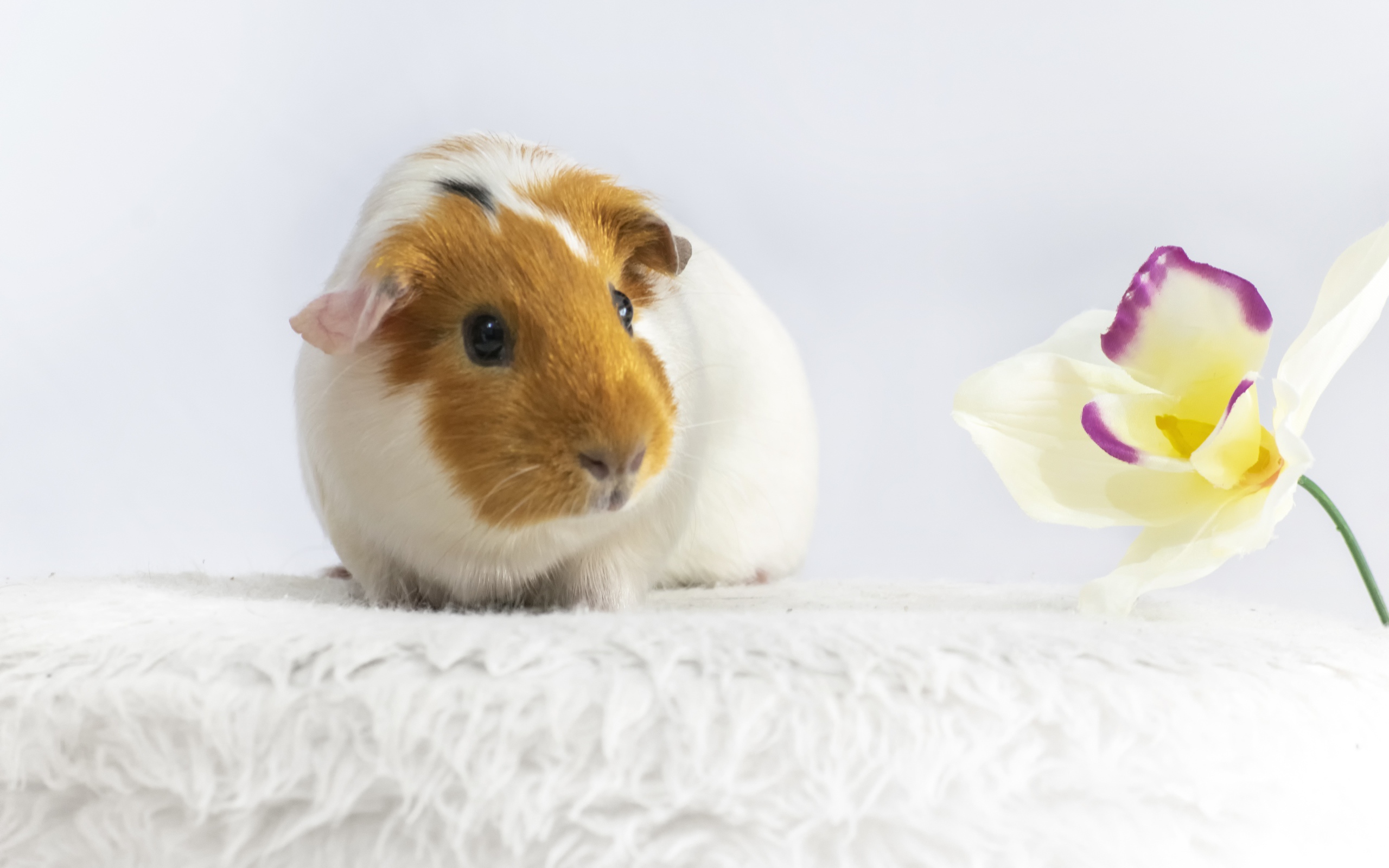 Морская свинка с белым цветком орхидеи