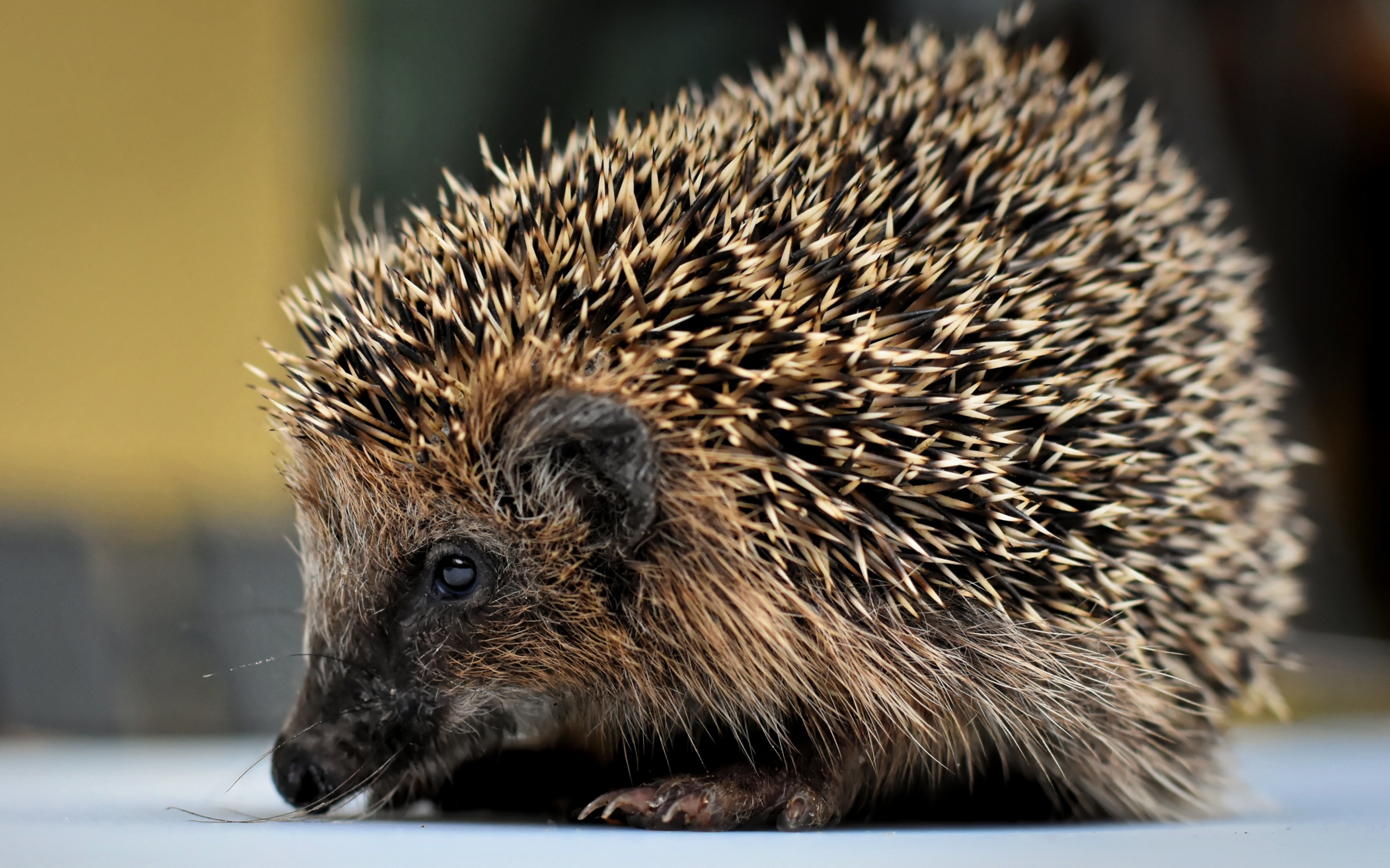 Большой старый колючий еж с длинными иголками