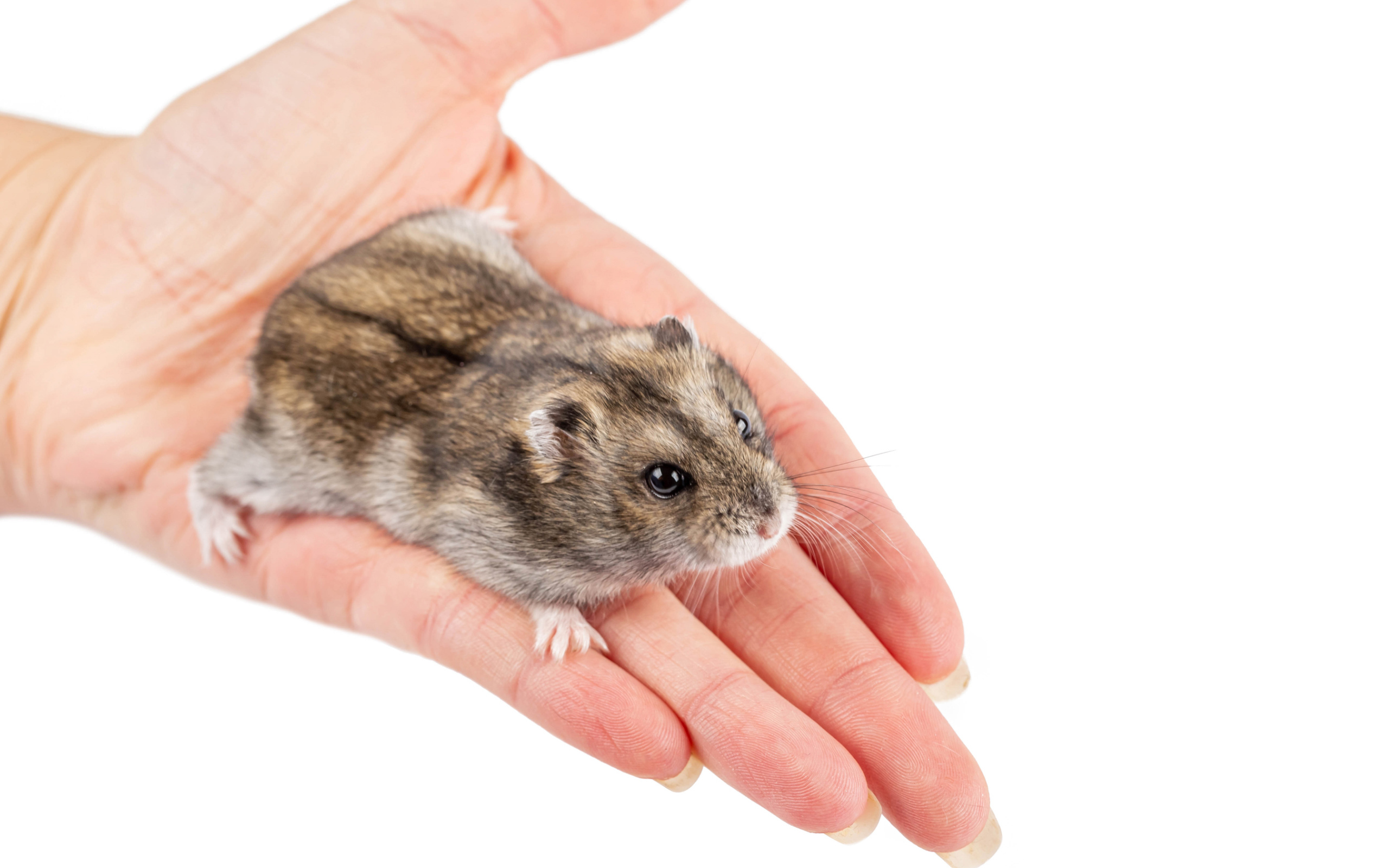 Little dzungarik hamster in the palm of your hand