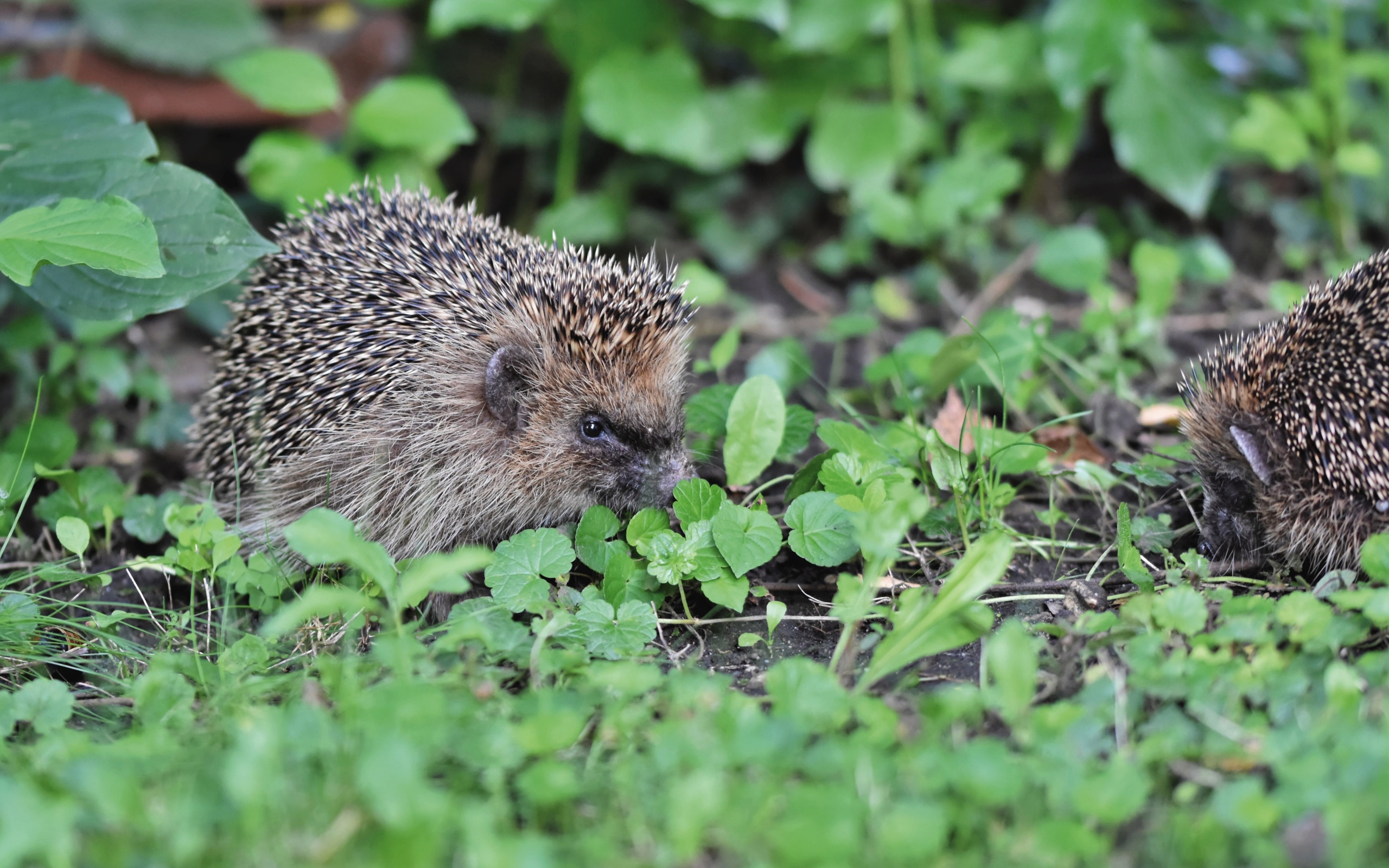 Два колючих ежа на зеленой траве 