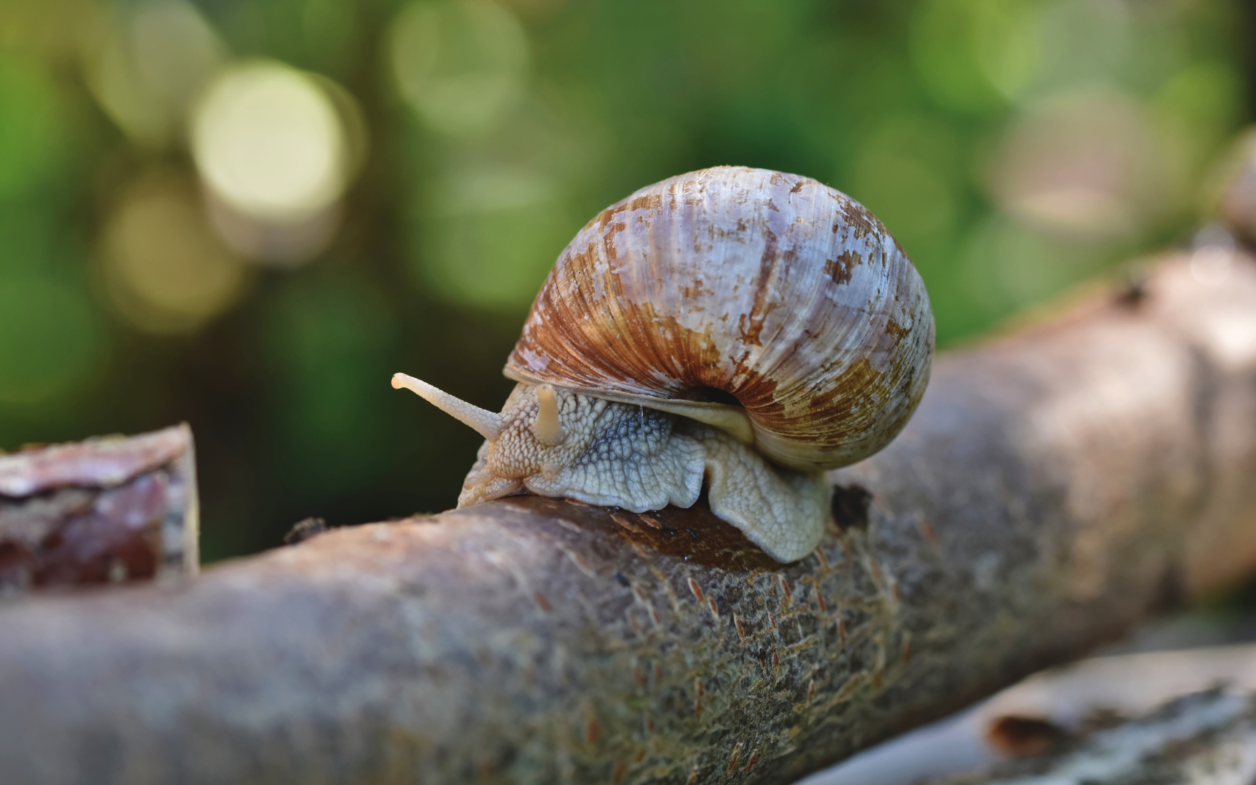 Большая улитка в ракушке на ветке дерева